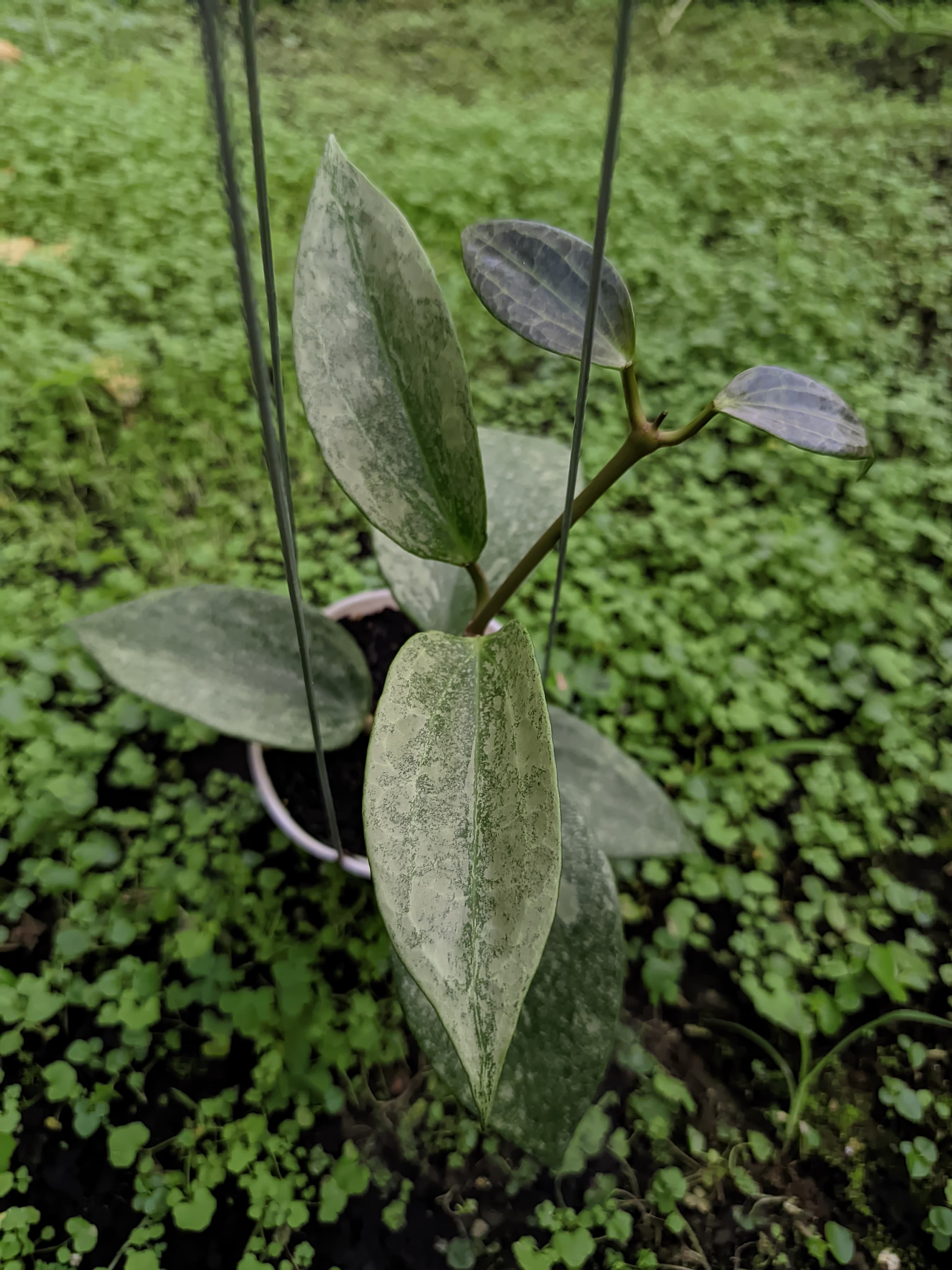Hoya Latifolia 'Rimba Perak'