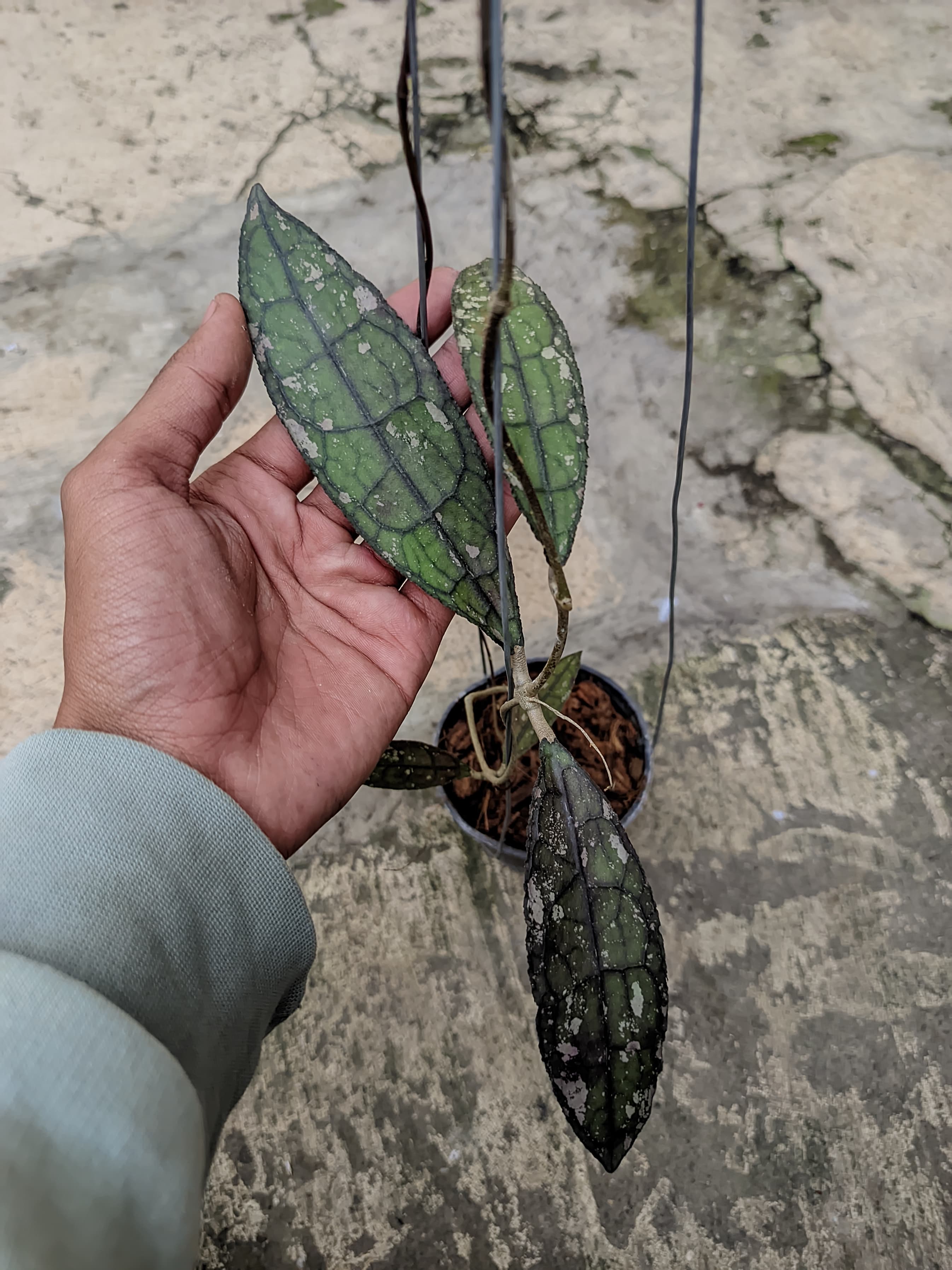 Hoya Clemensiorum 'Dark Vein' Splash