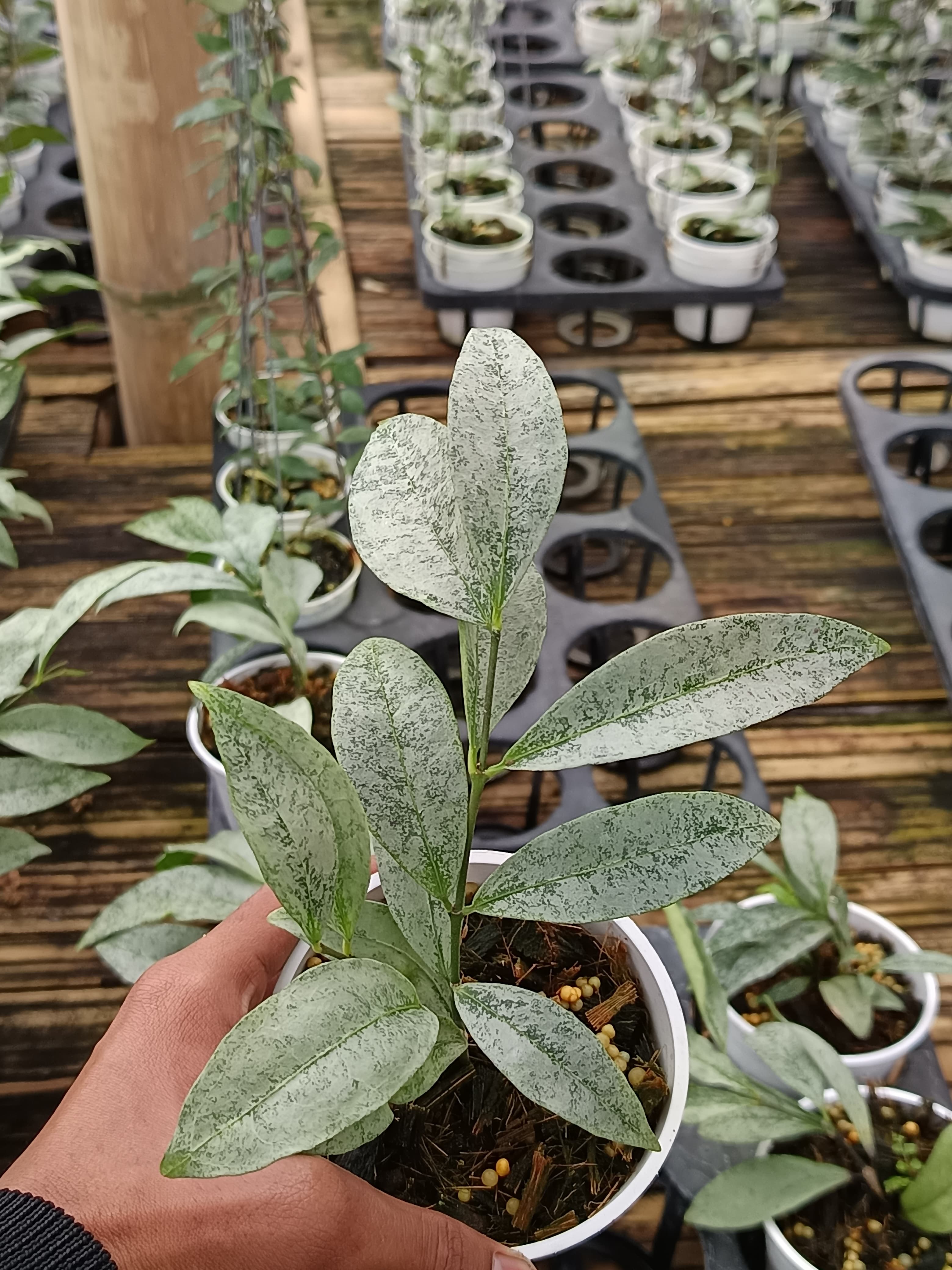 Hoya Amicabilis Silver