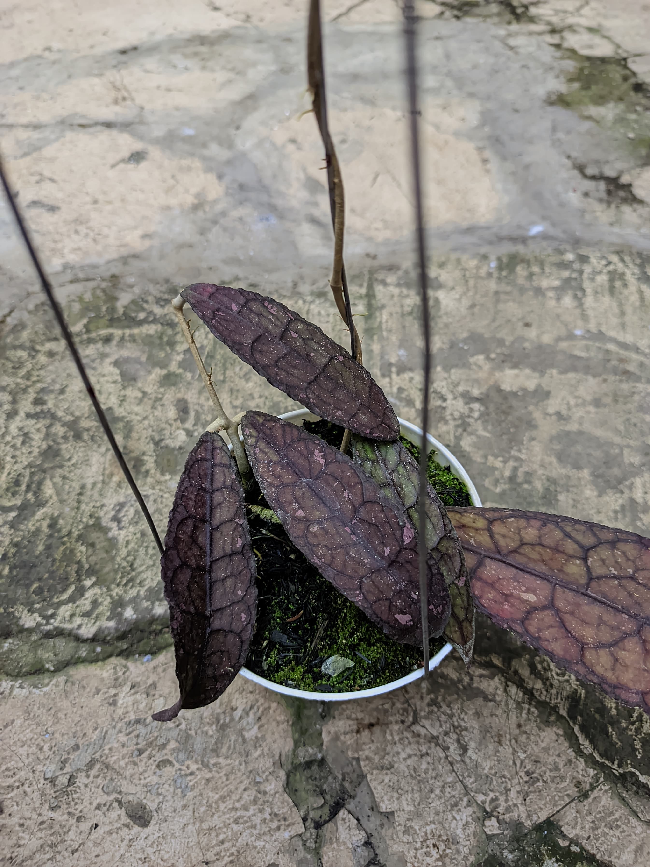 Hoya Clemensiorum Red 'Sun-Stresed'