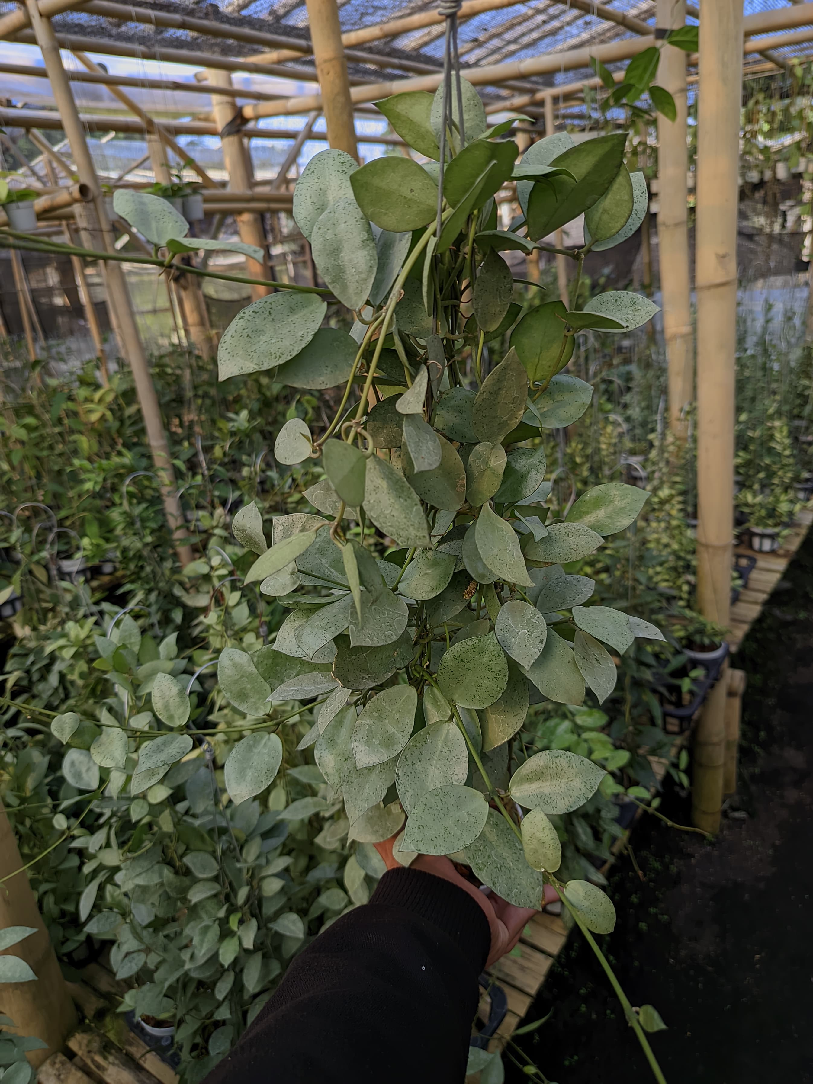 Hoya Lacunosa 'Mint Coin'