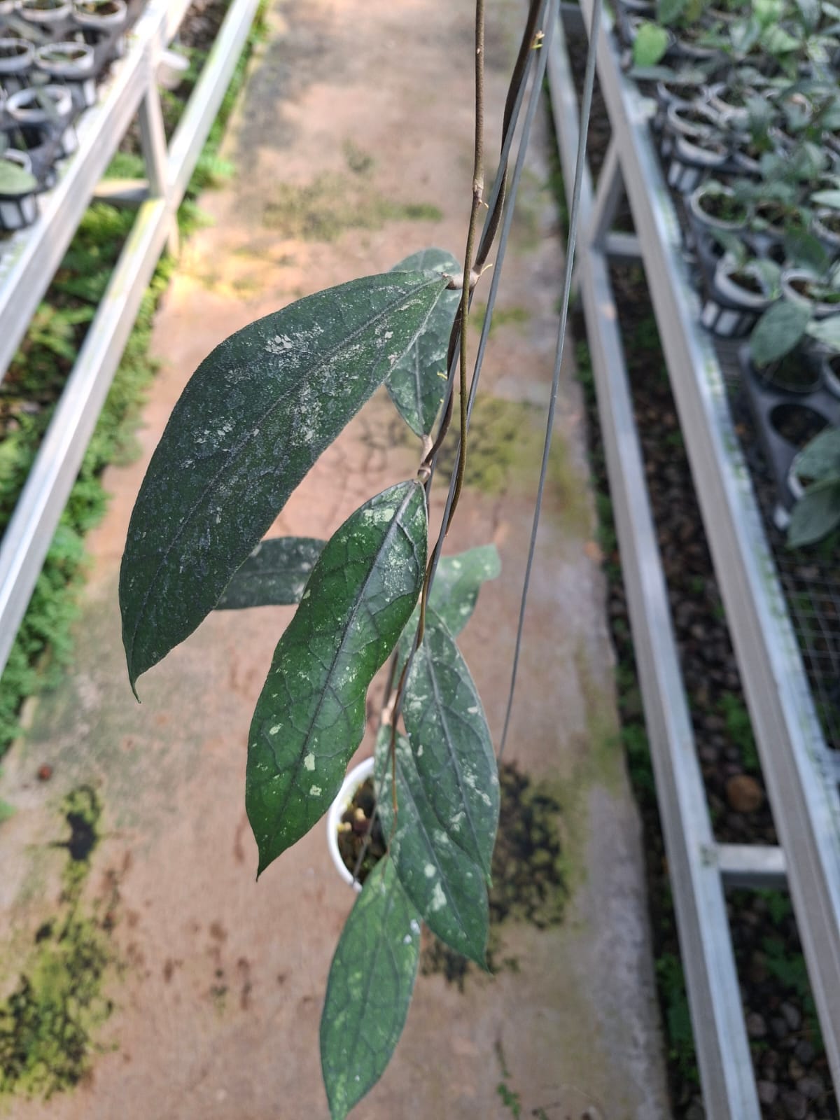 Hoya Clemensiorum sp. Bengkunet