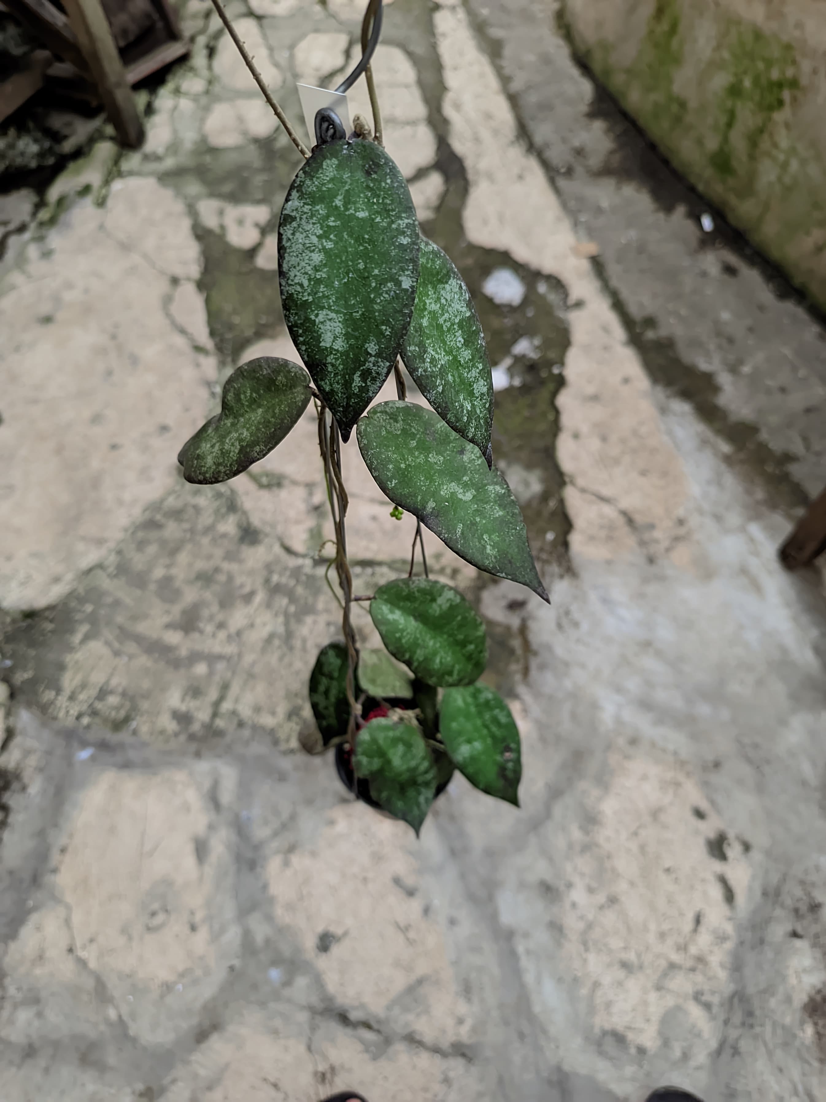 Hoya Sangguensis Splash