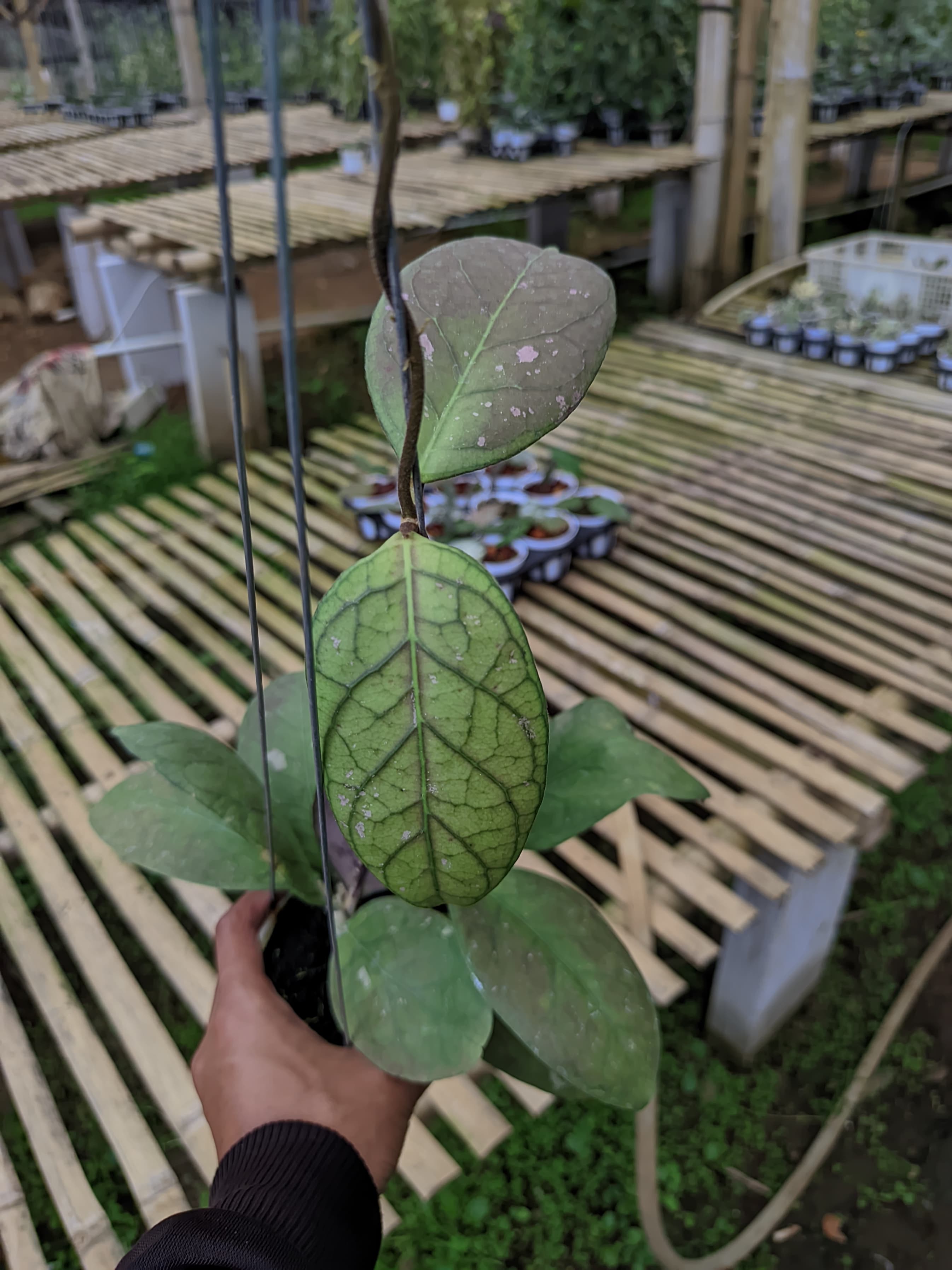 Hoya sp. Lampung 'Talang Ogan'