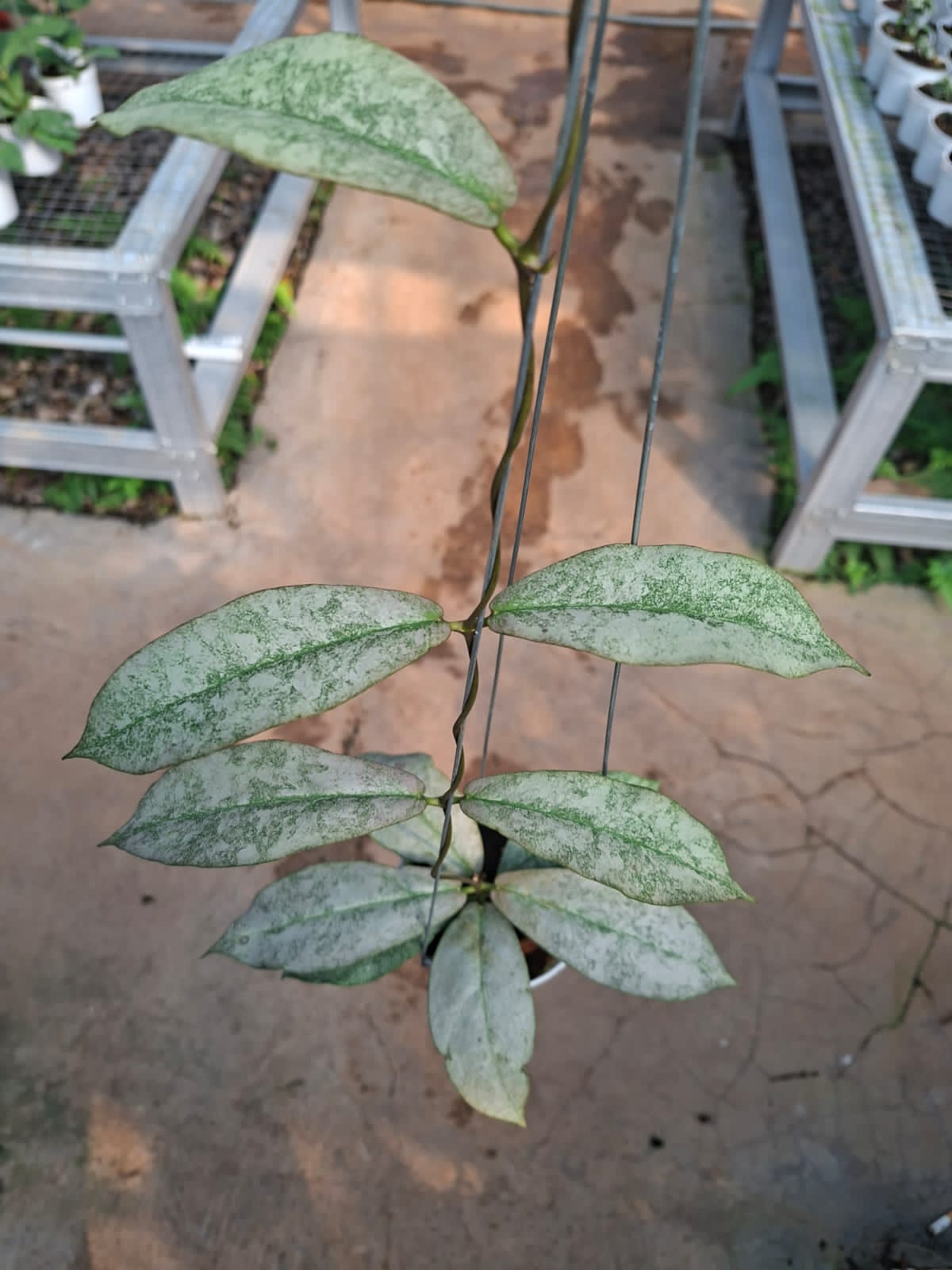 Hoya Mitrata Silver sp. Kapuas Hulu