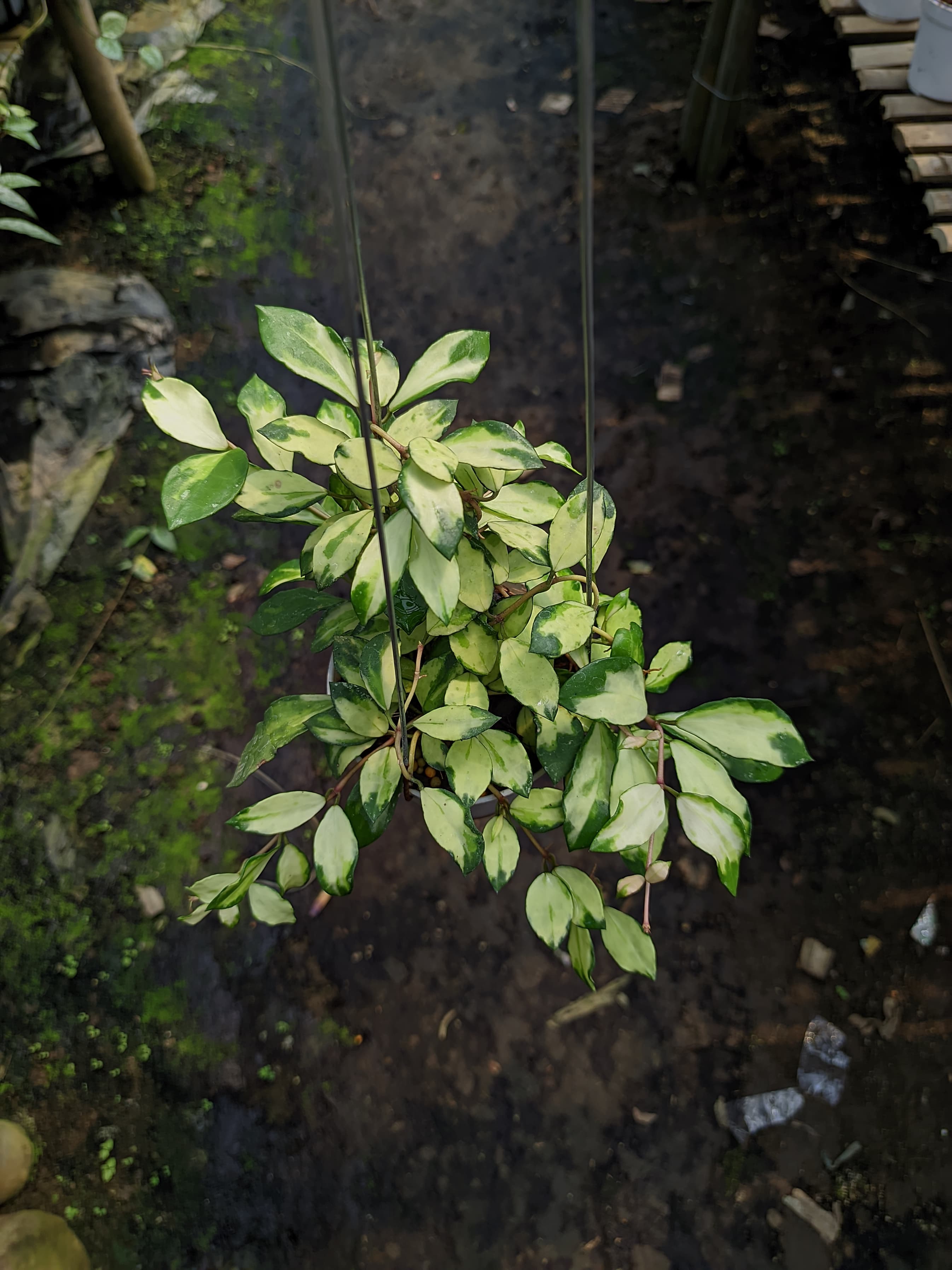 Hoya Lacunosa 'Minara'
