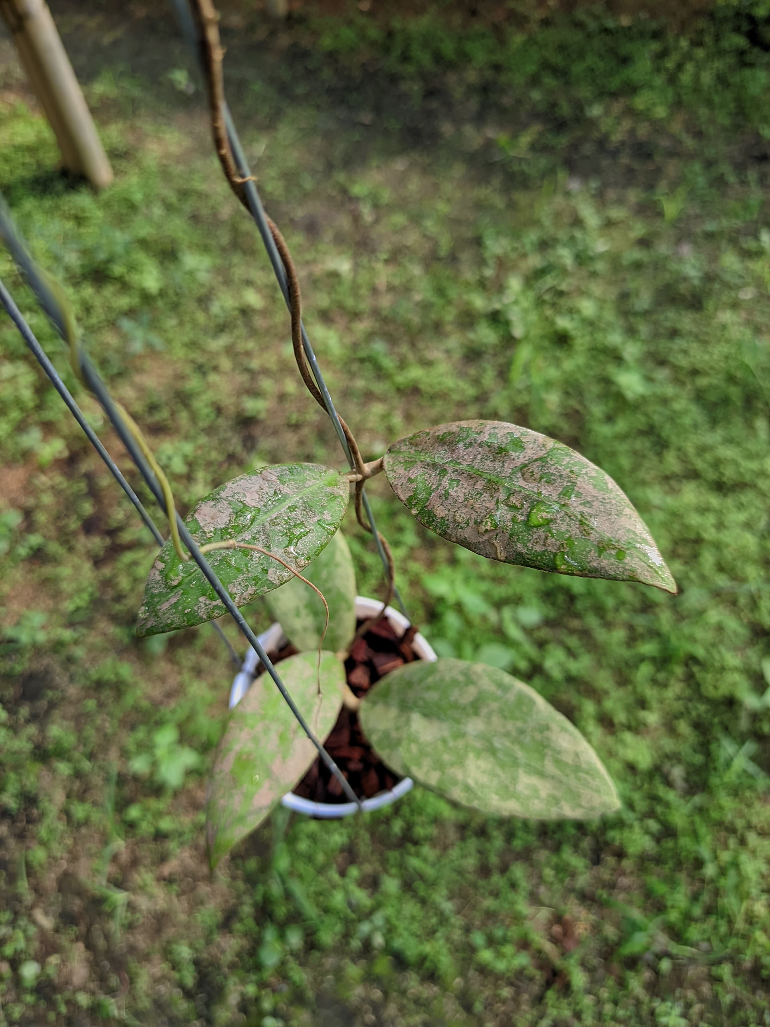 Hoya aff. Lambii 'High Splash'
