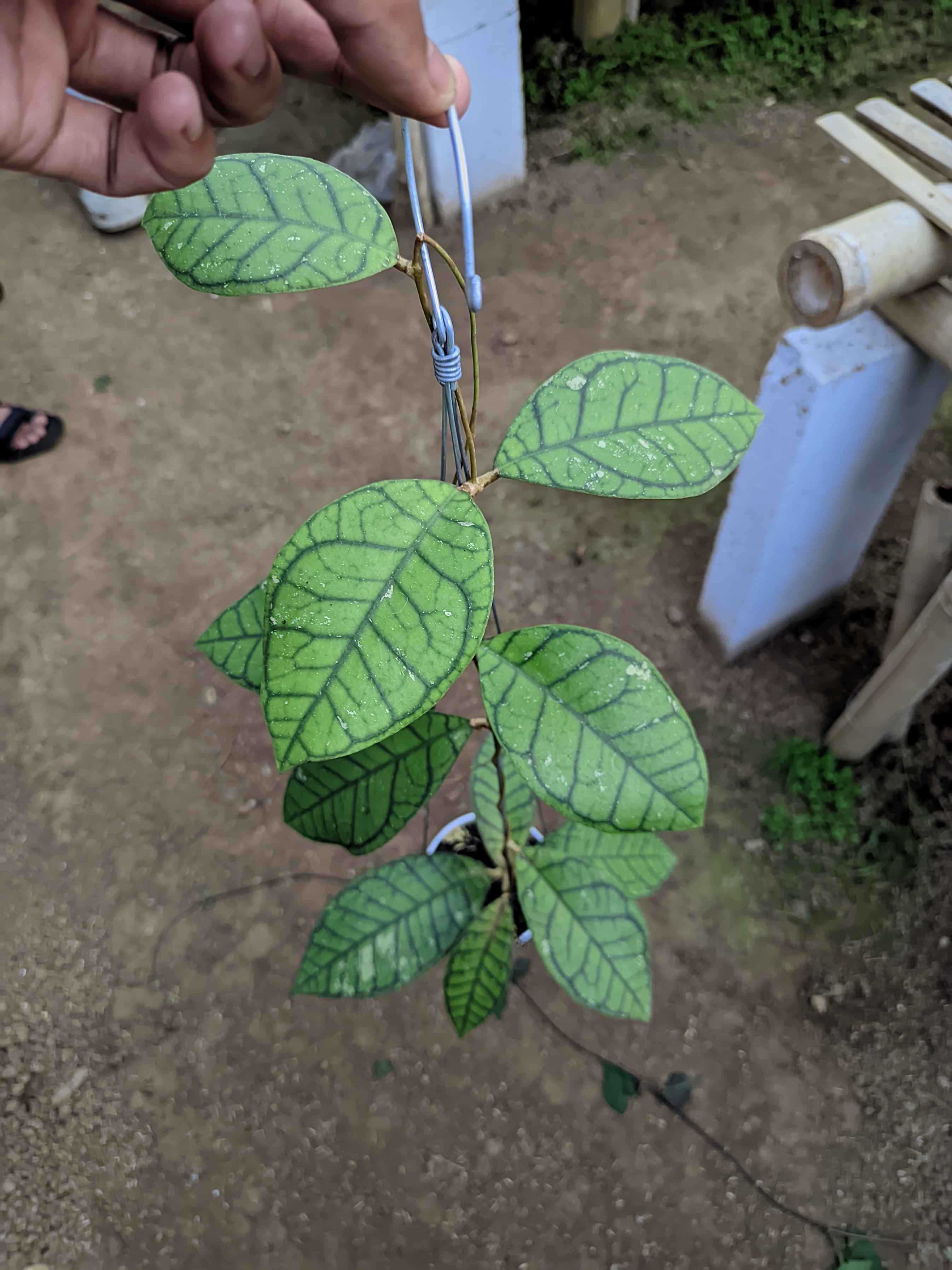 Hoya Ranauensis