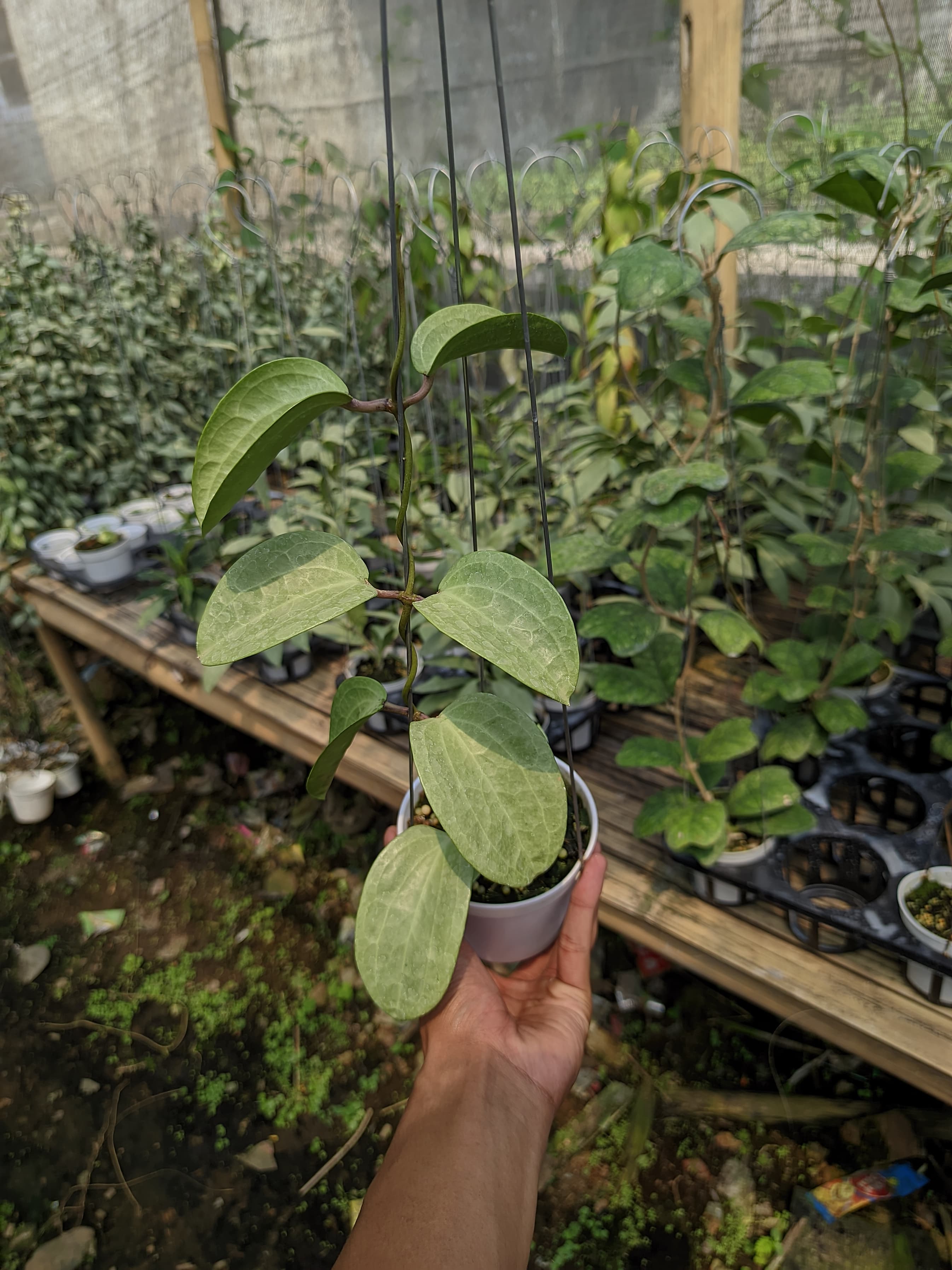 Hoya Latifolia 'Fillea Silver'