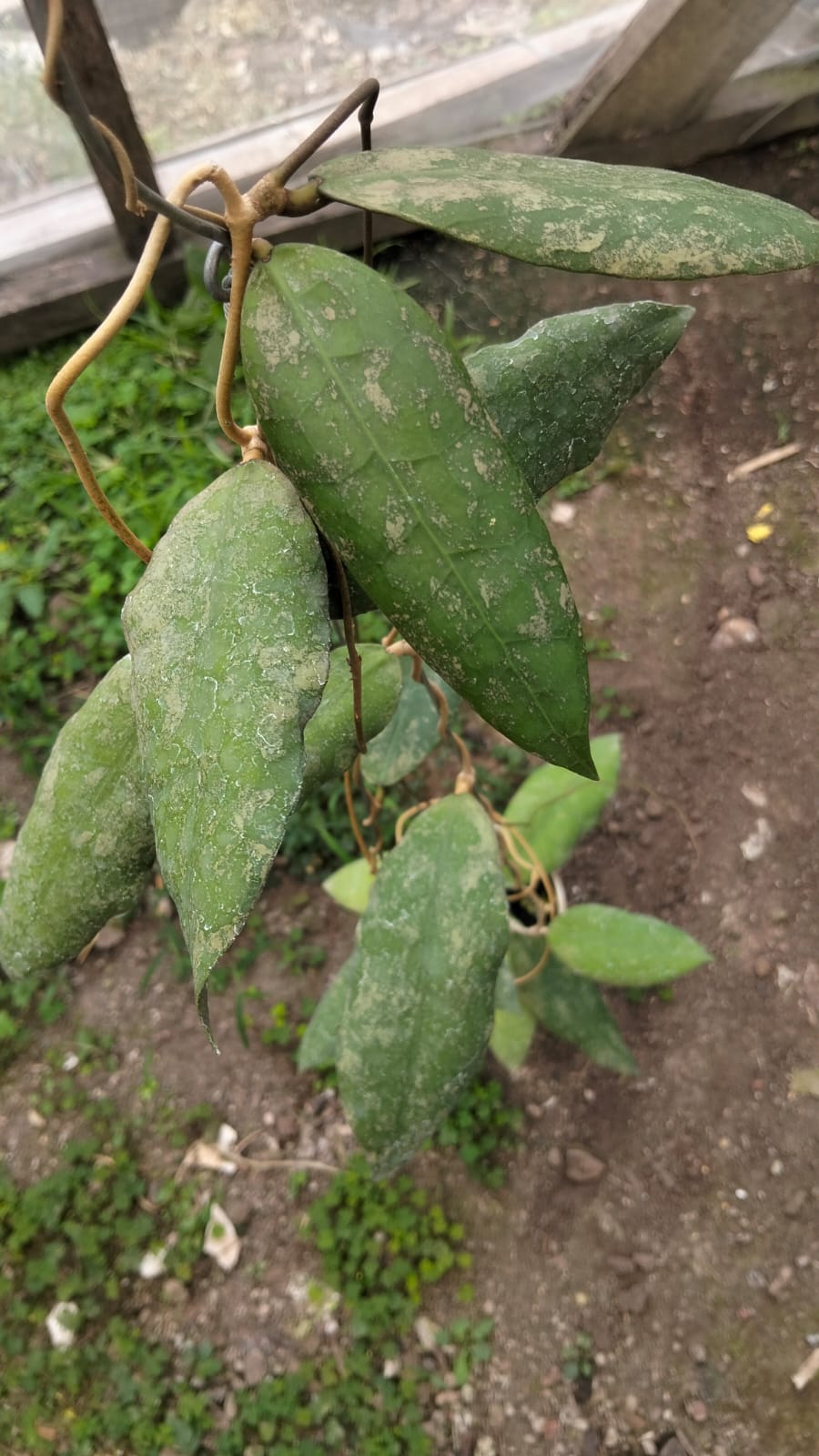 Hoya aff. Lambii 'Splash'