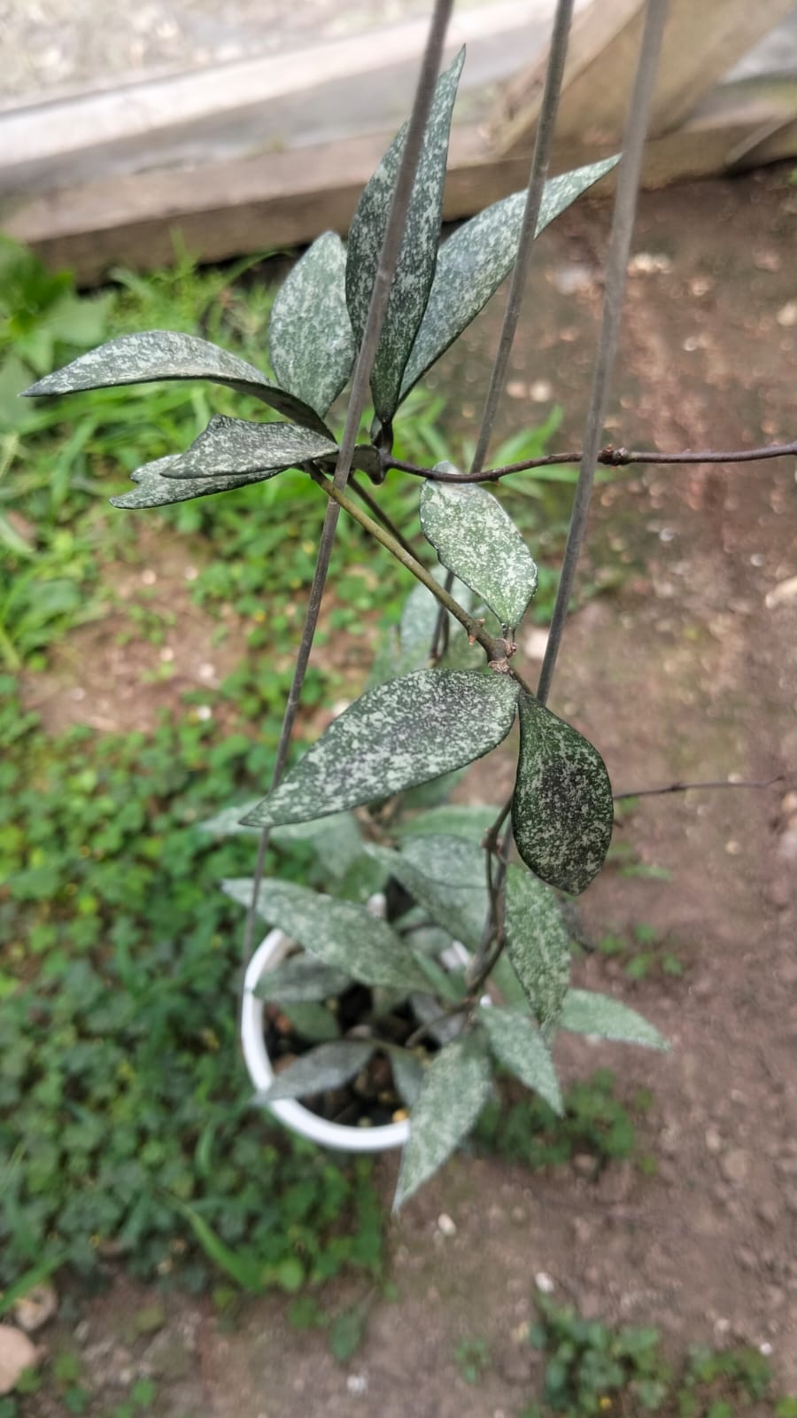 Hoya Lacunosa sp. 'High Splash'