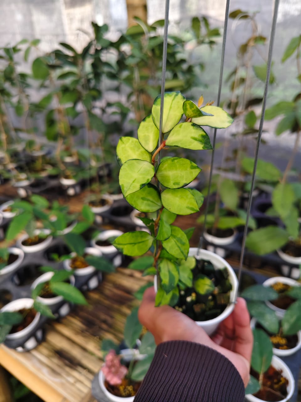 Hoya Lacunosa 'Reversed'