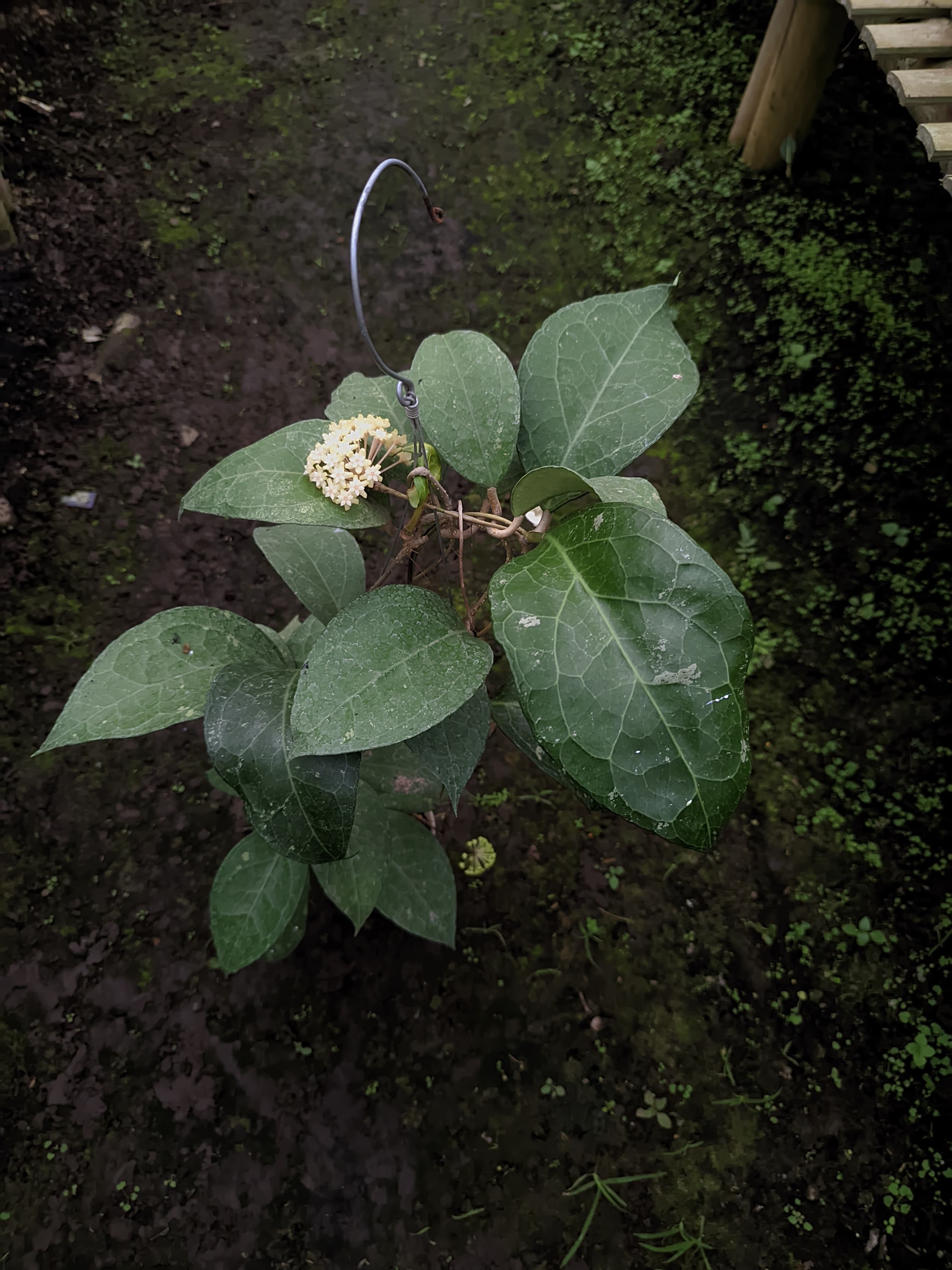 Hoya Verticillata 'Wayang Abs'
