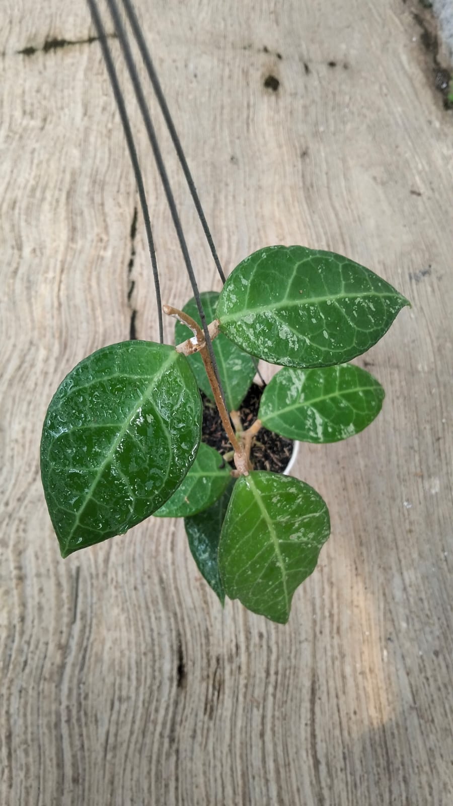 Hoya Verticillata 'Wayang' Splash