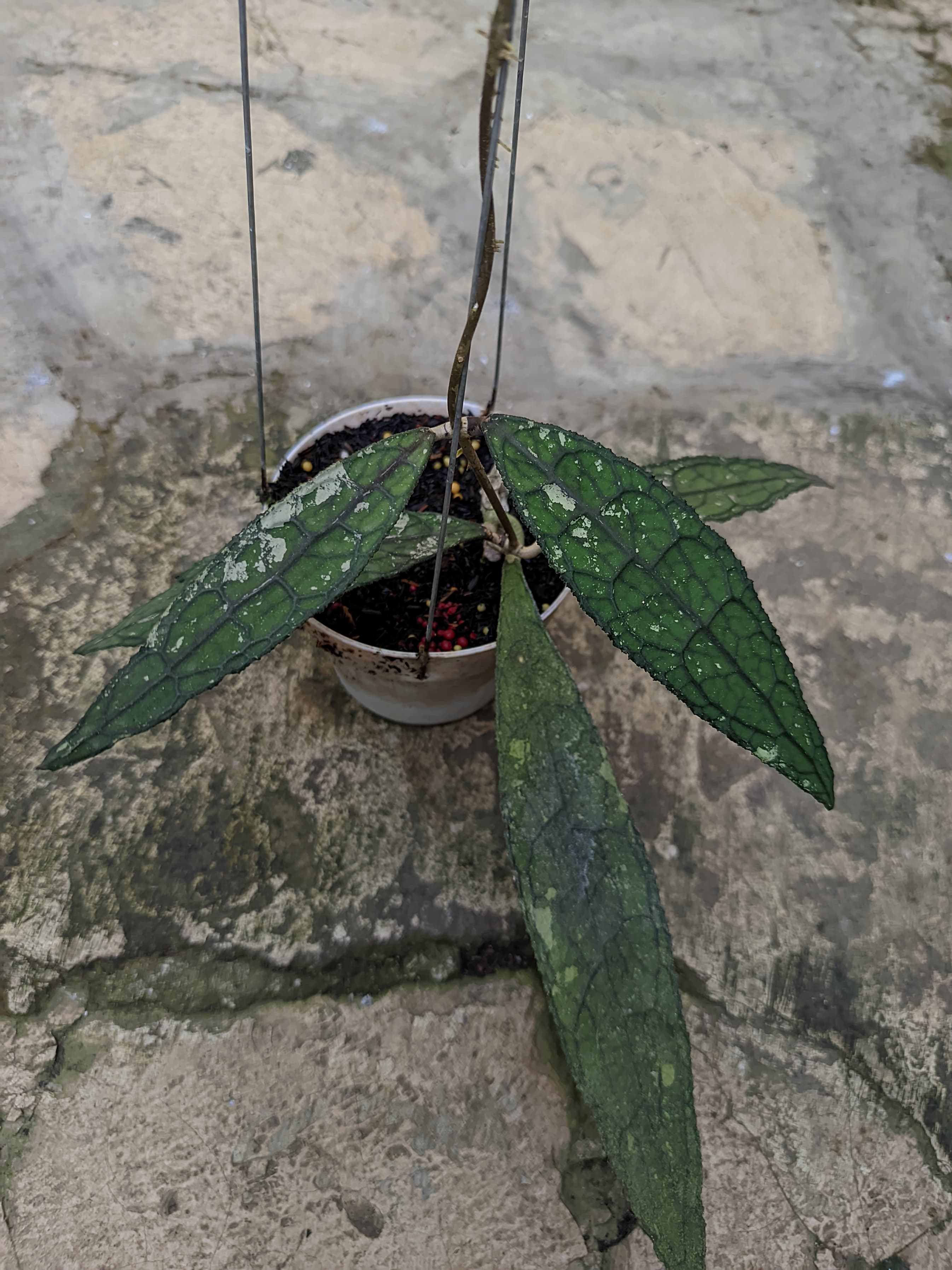 Hoya Clemensiorum 'Dark Vein' Splash
