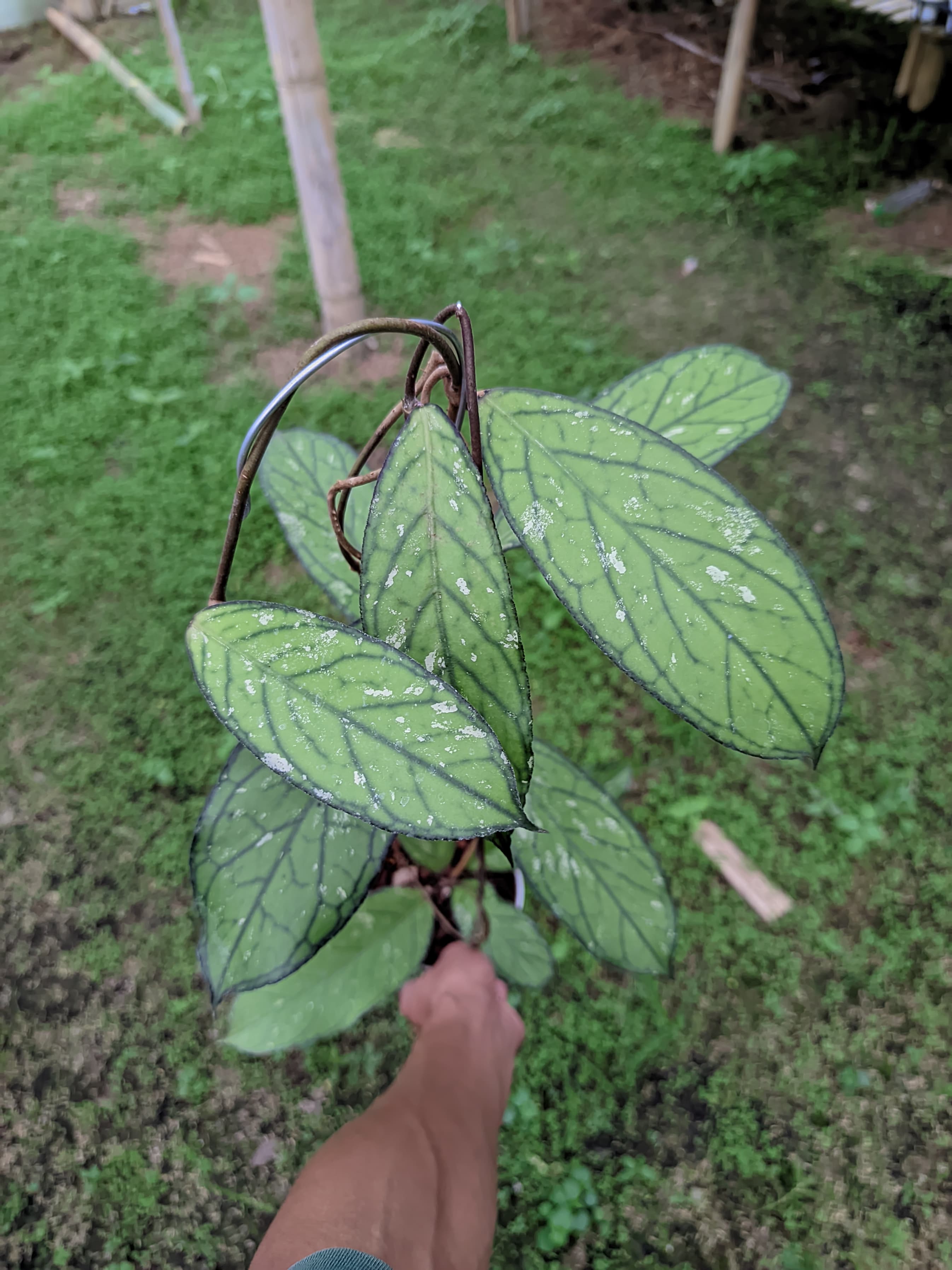 Hoya sp. Tanggamus Splash