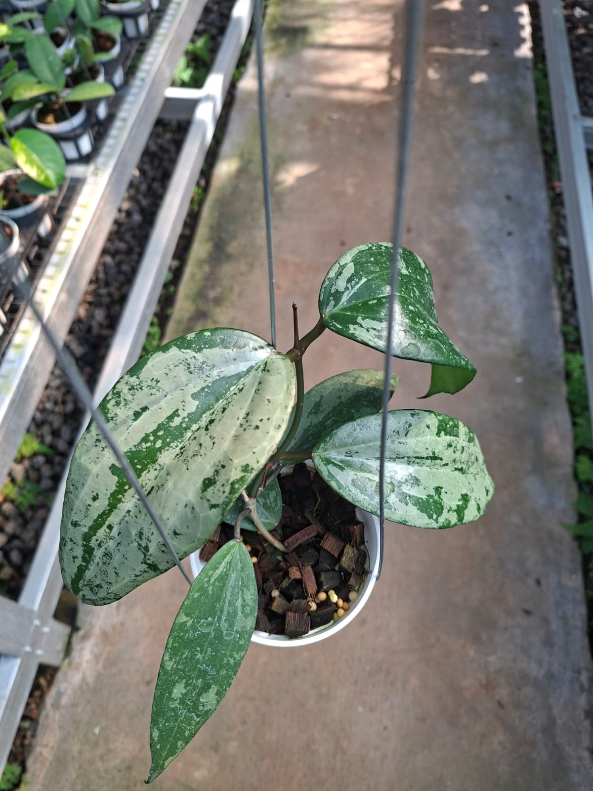 Hoya Latifolia 'Rock Star'
