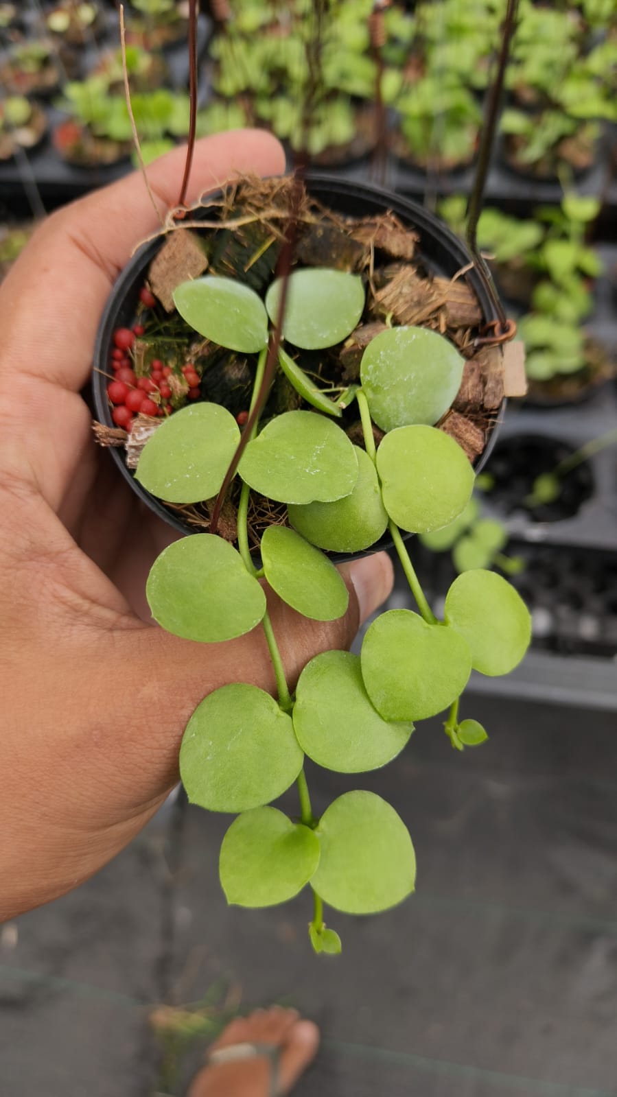 Dischidia sp. Mamasa