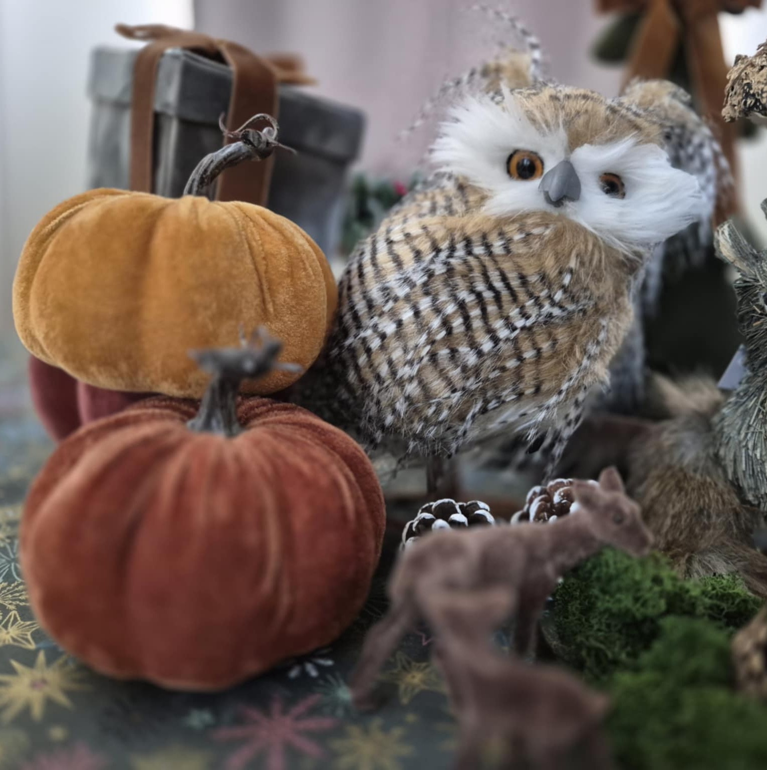 Aksominiai moliūgai (rinkinys 3 vnt.)