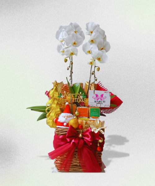 VO62 Vase & Orchid Christmas