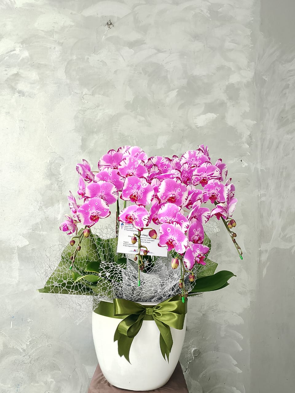 Orchid Puspa Elatri