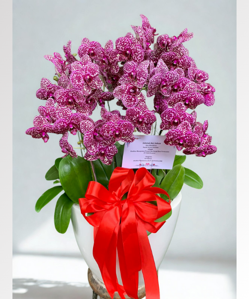 Orchid Puspa Jatnira