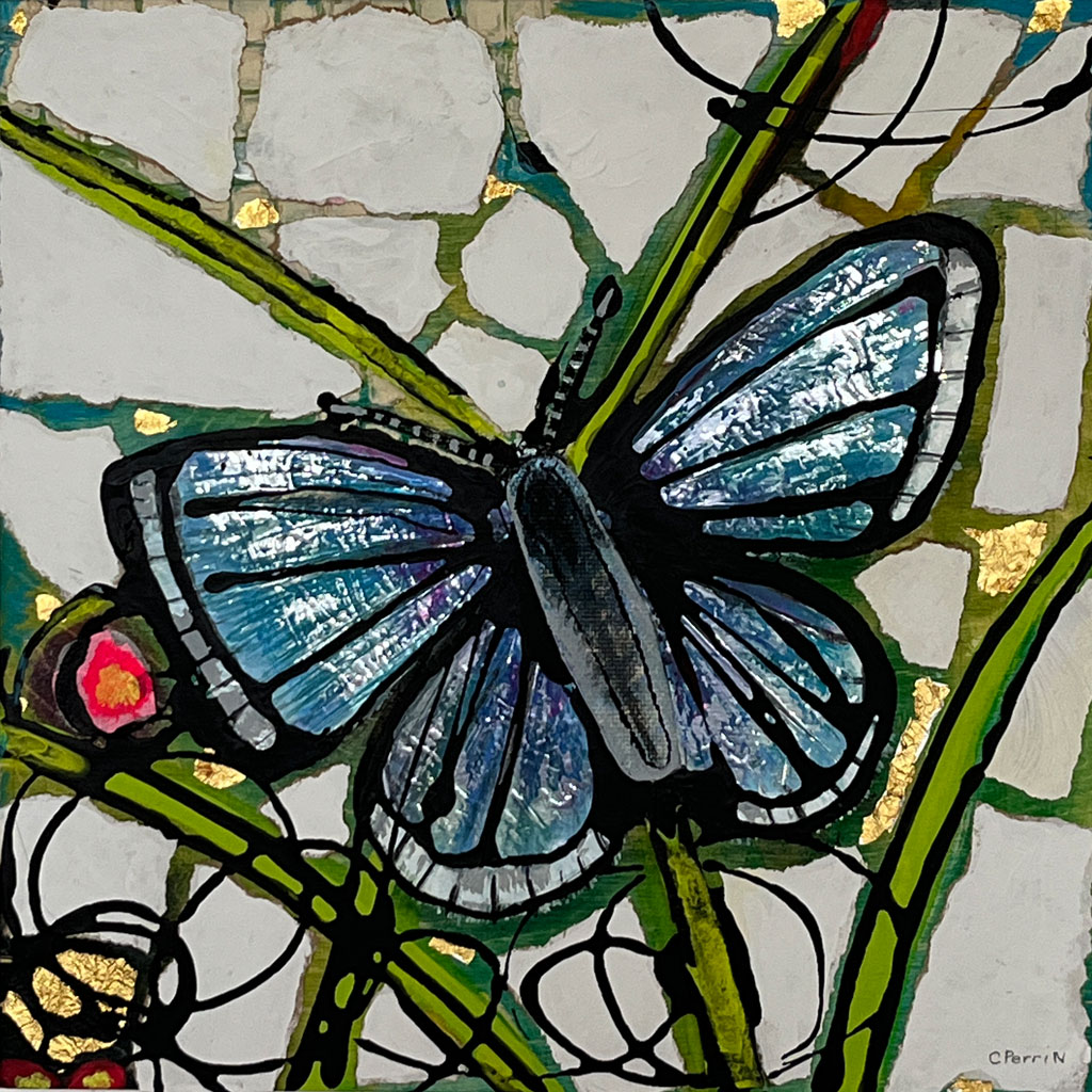 Adonis Blue Butterfly