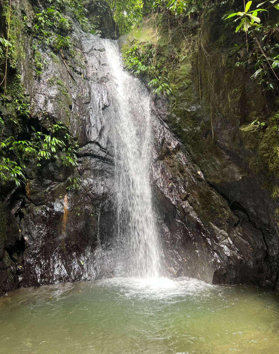 Forest Waterfall Trail