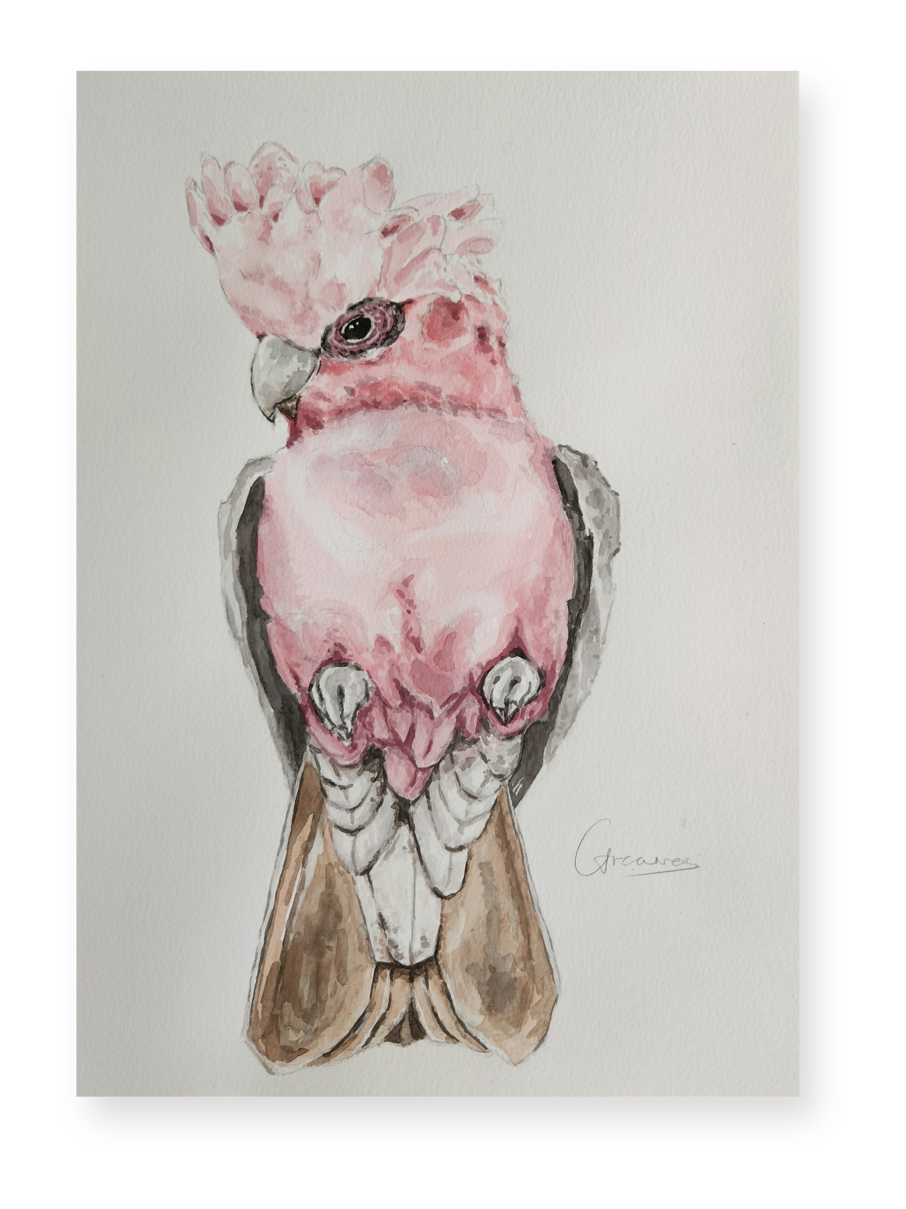Bird