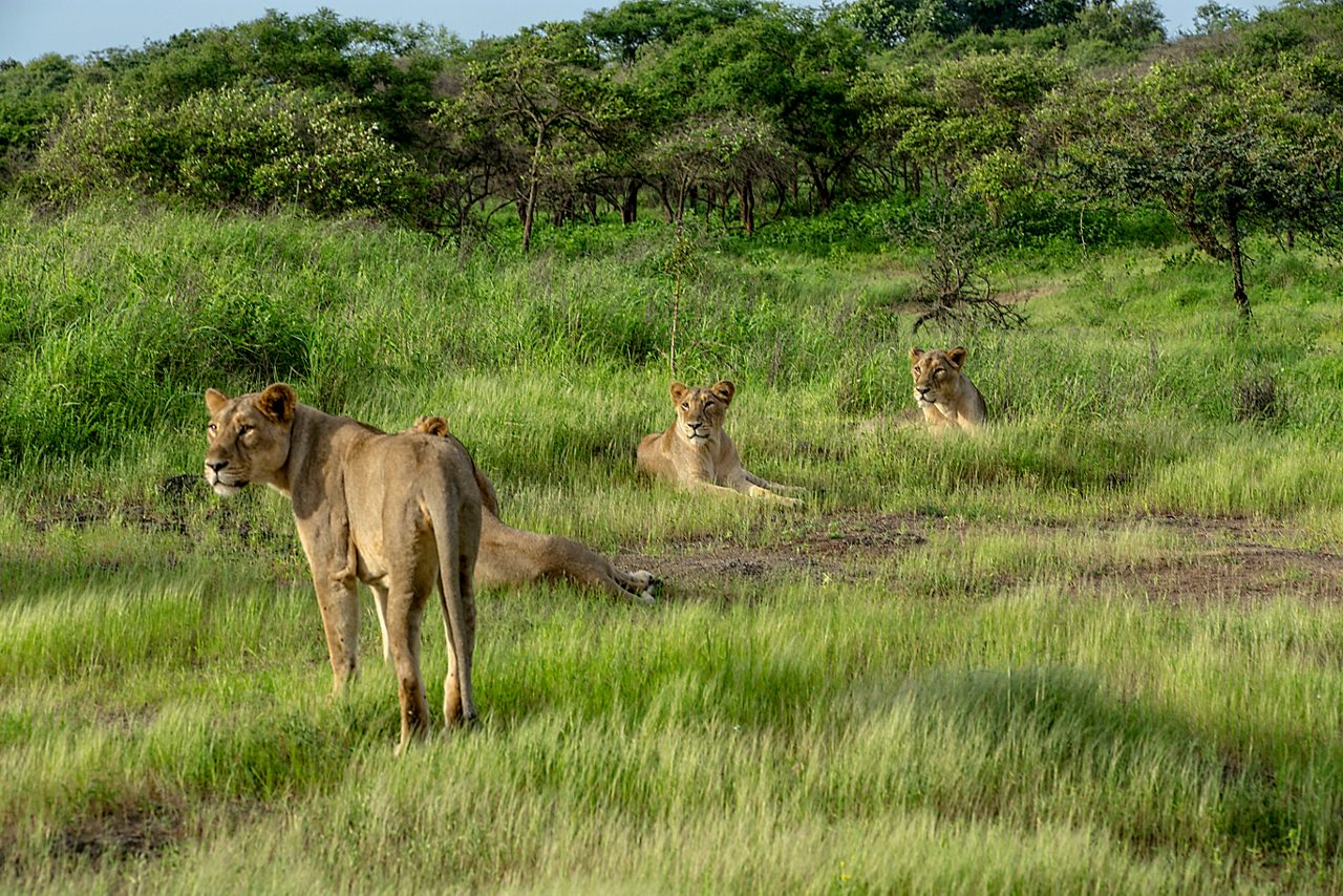 6N/7D Gujarat Wildlife Tour with Gir Jungle Safari