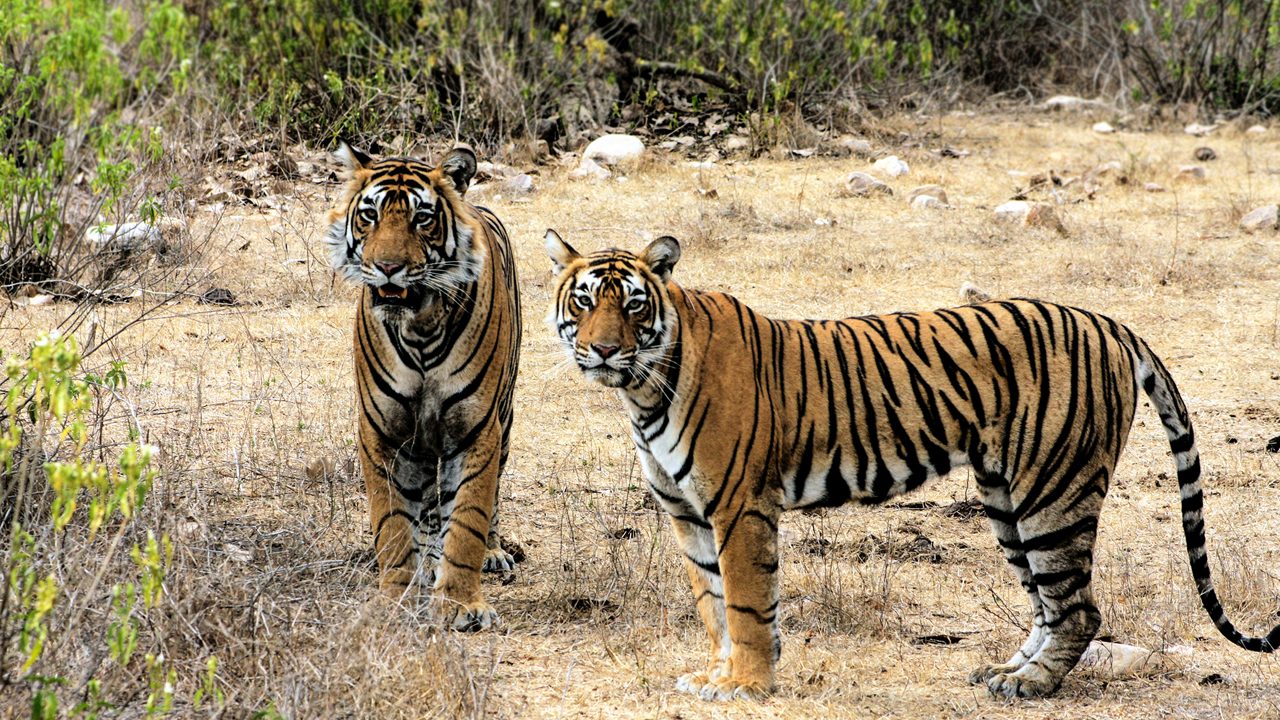 4N/5D Jaipur Sariska Wildlife Tour