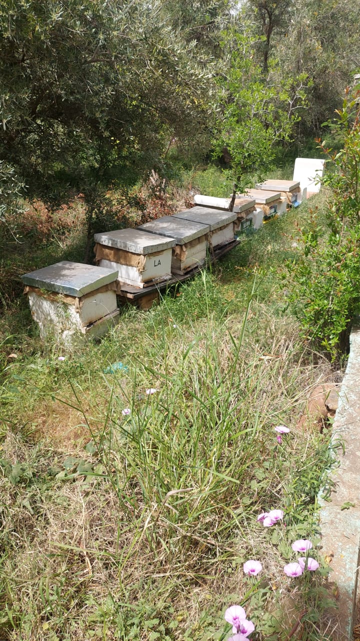 Honey, Organic, Multi Flower. 1Kg