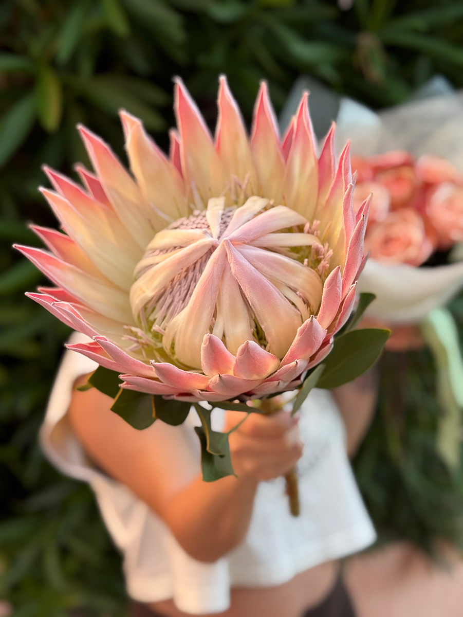 Protea King