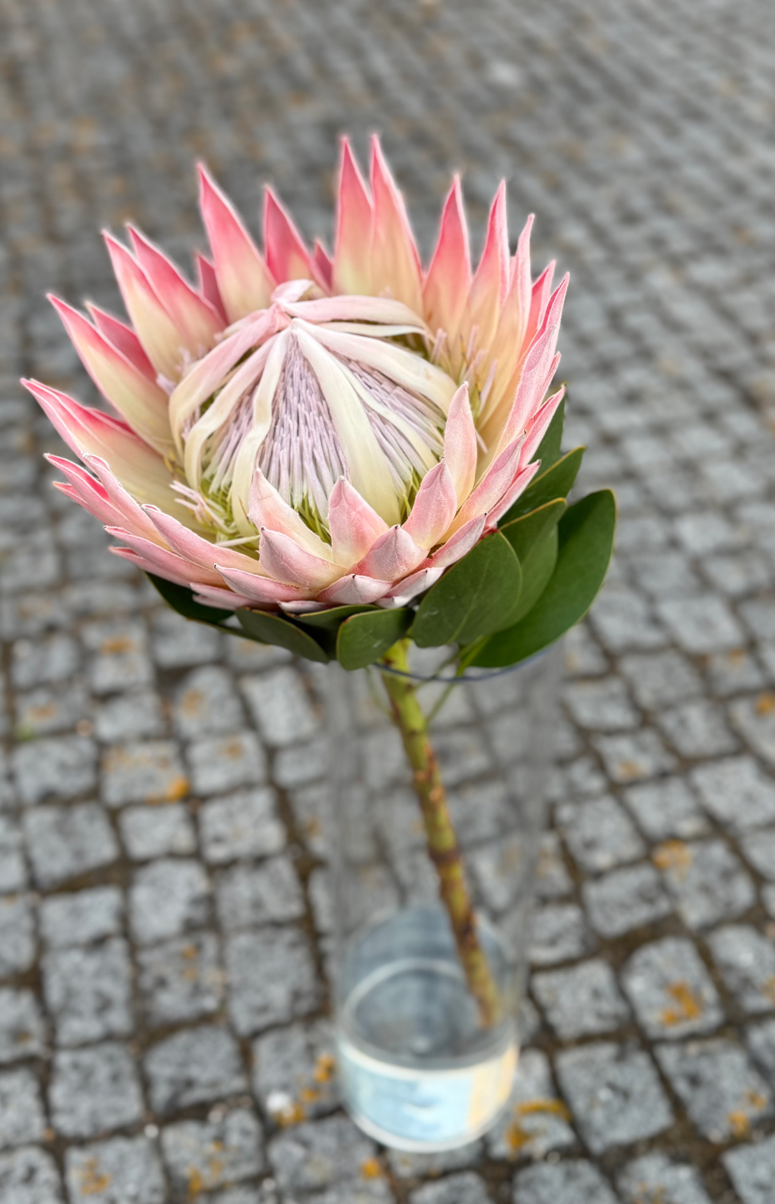 Protea King