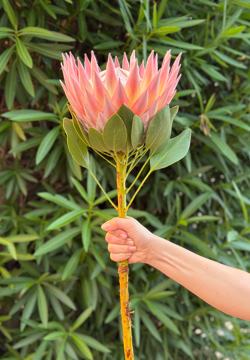 Protea King