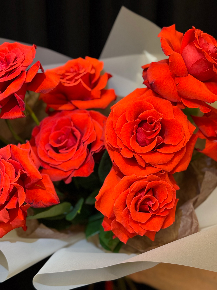 Scarlet French Roses S