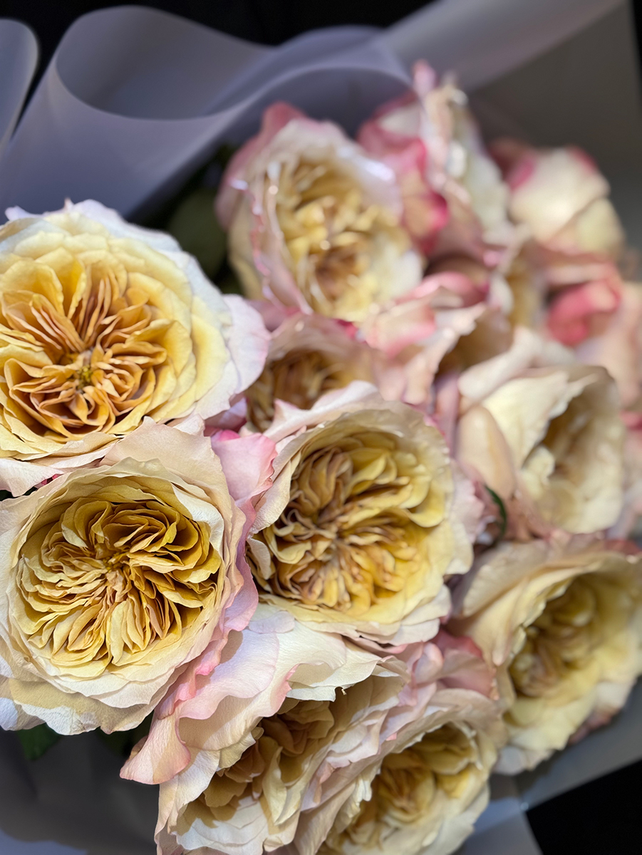 Miyabi Brown Peony Roses L