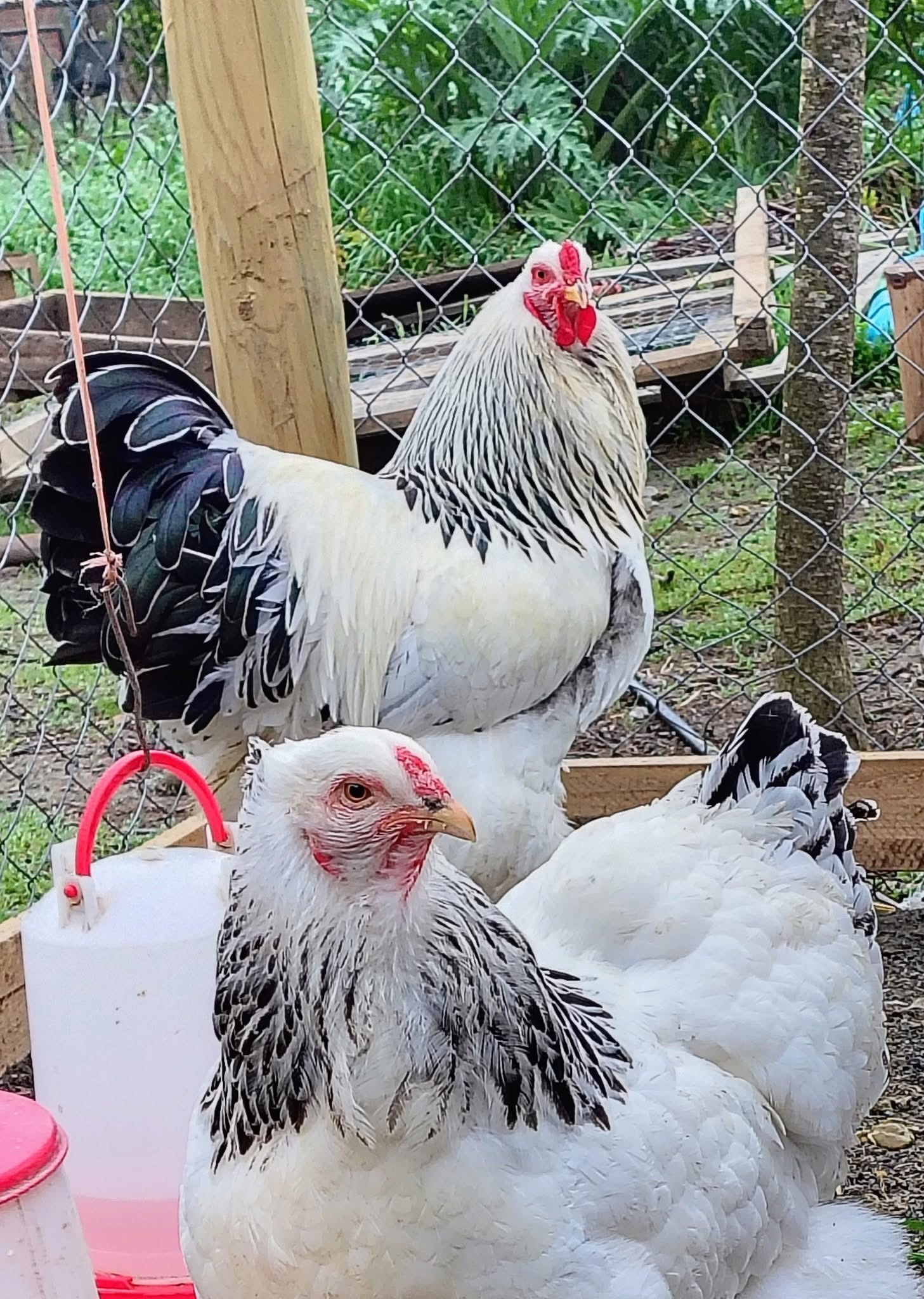 Gallinas Brahma