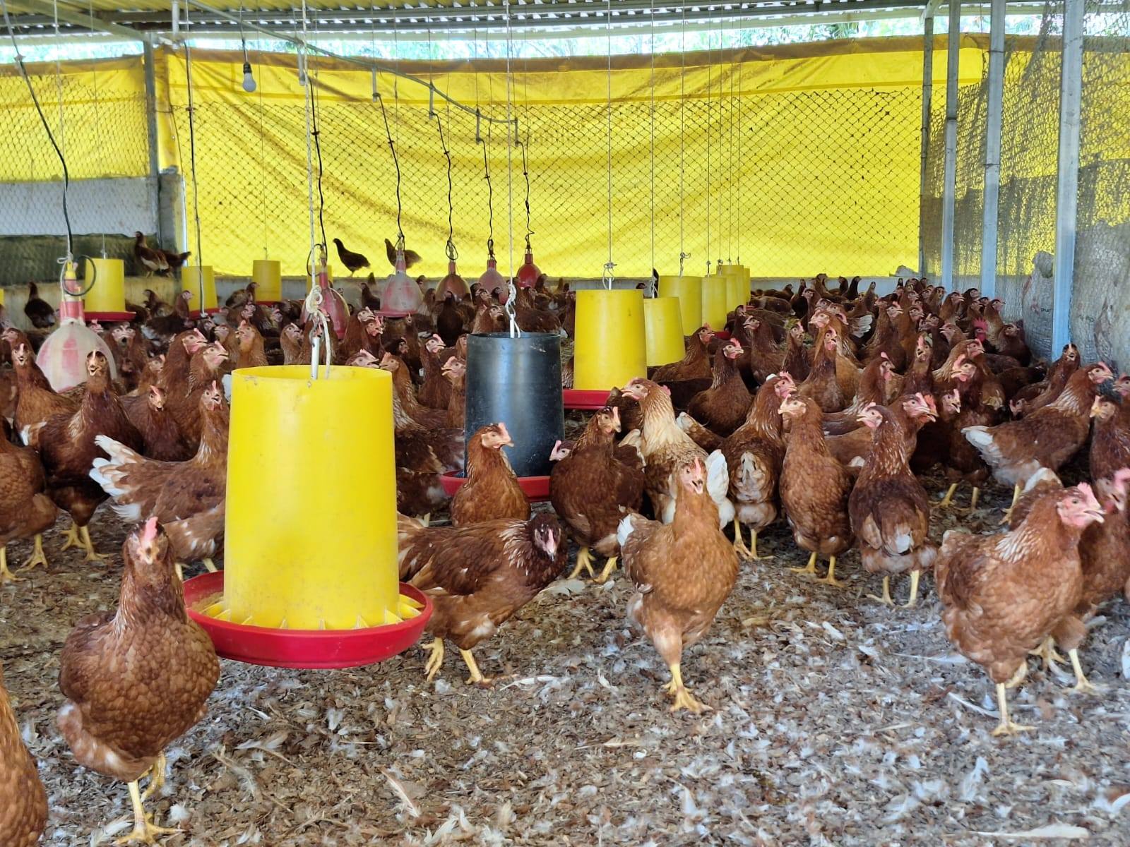 Isa brown 16 semanas