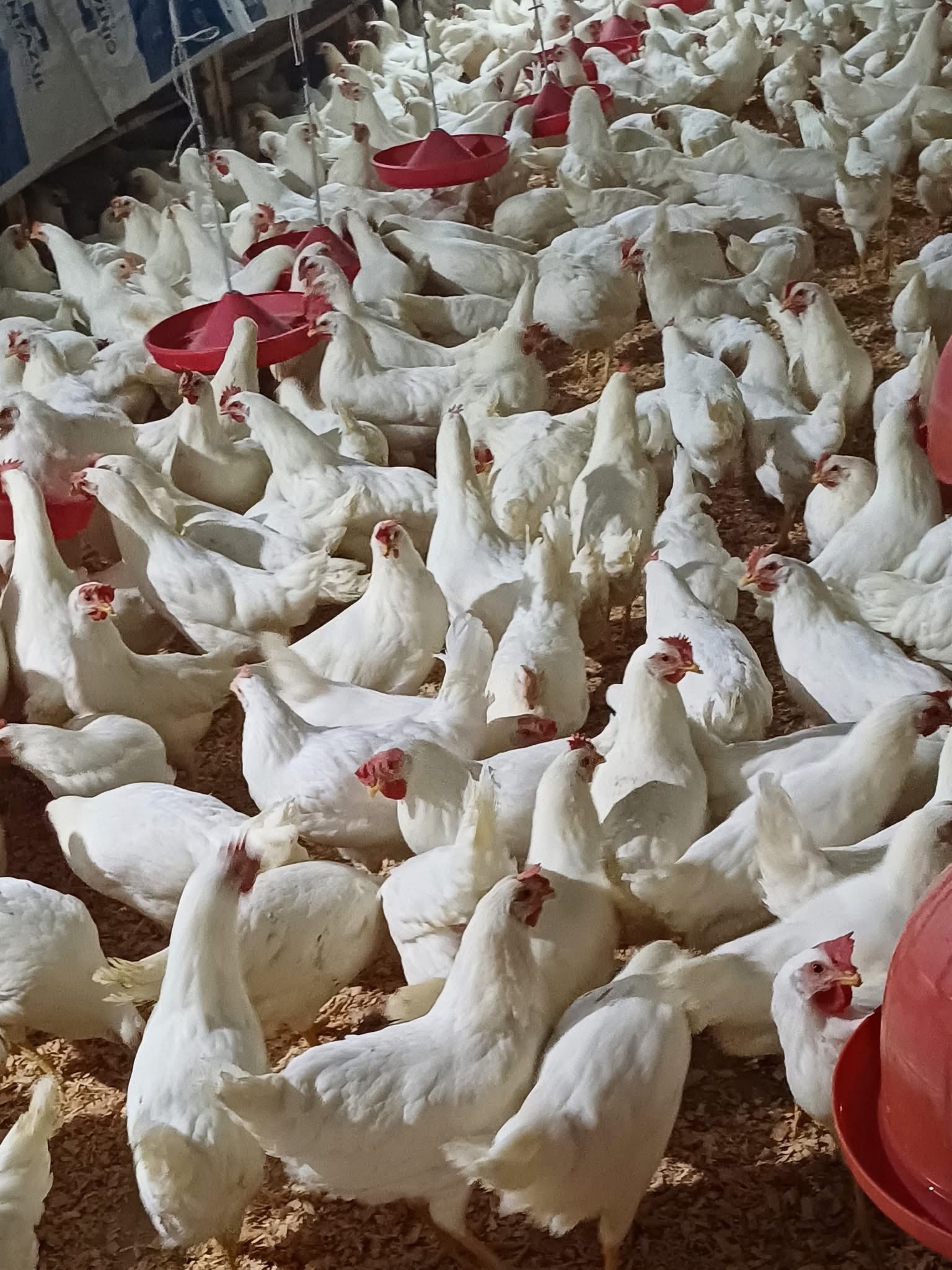 Hy Lyne W80 16 semanas