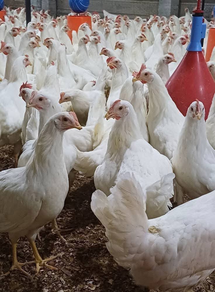 Hy Lyne W36 16 semanas