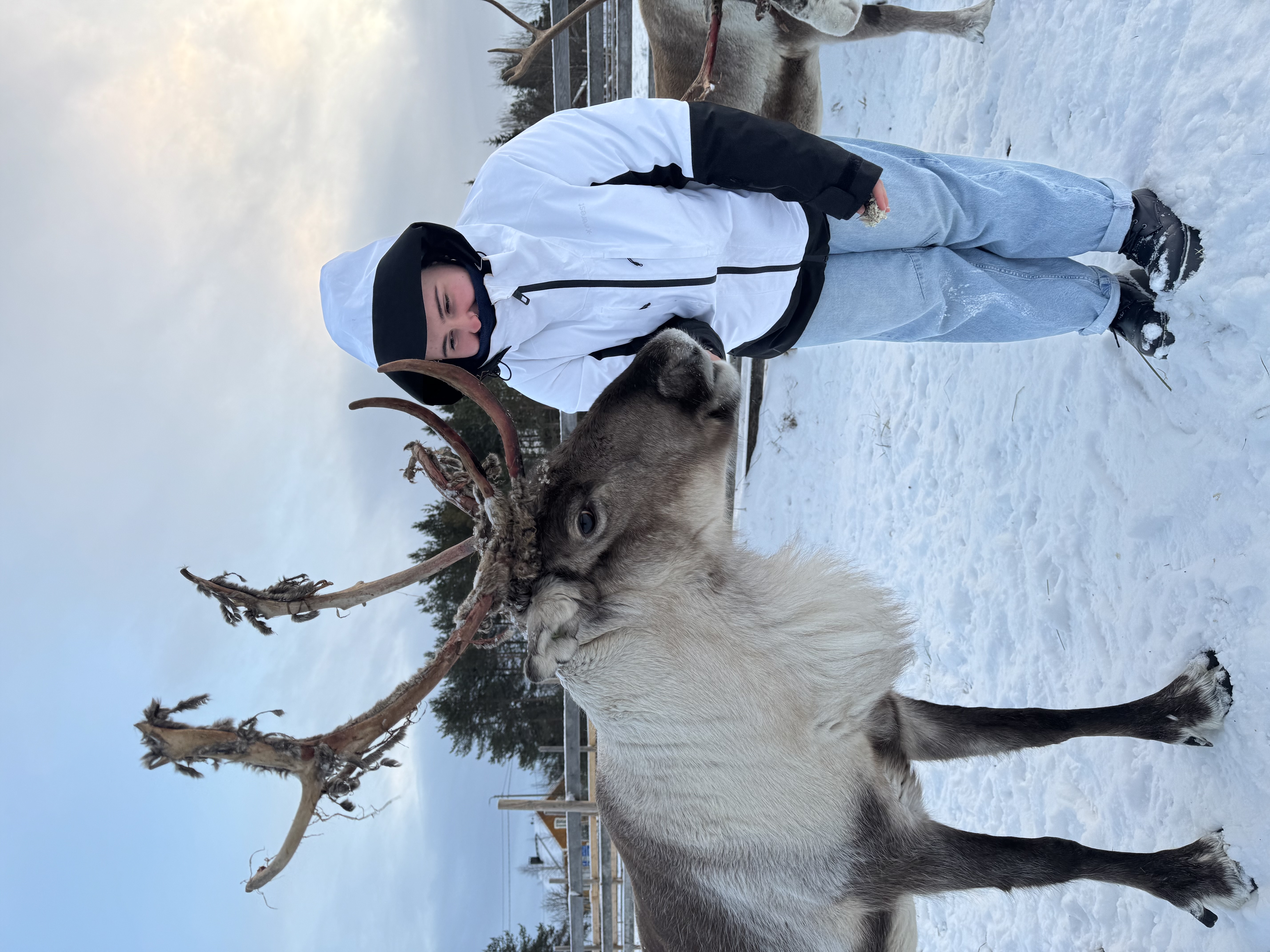 Reindeer Herder Experience