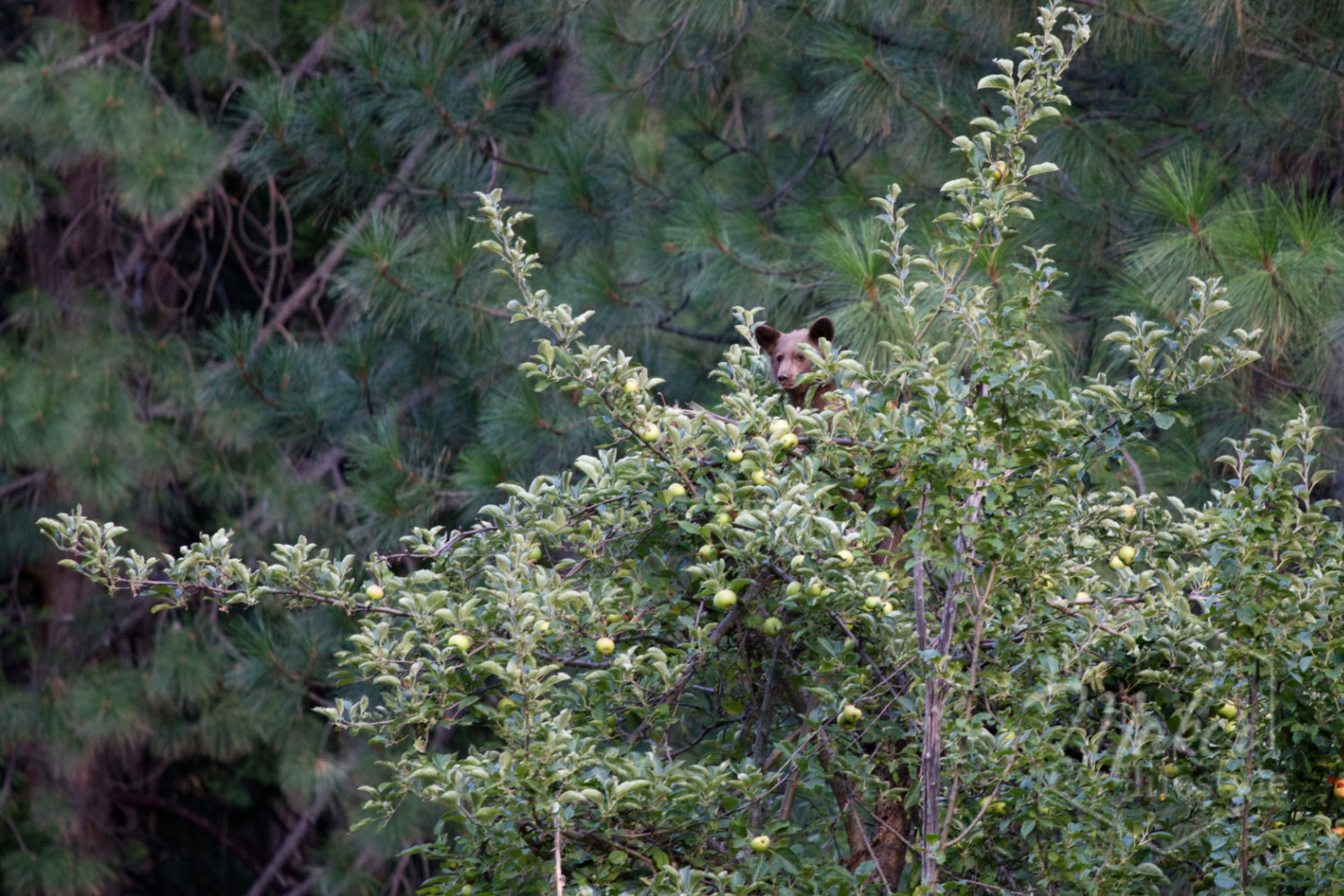 Bear Cub Photograph