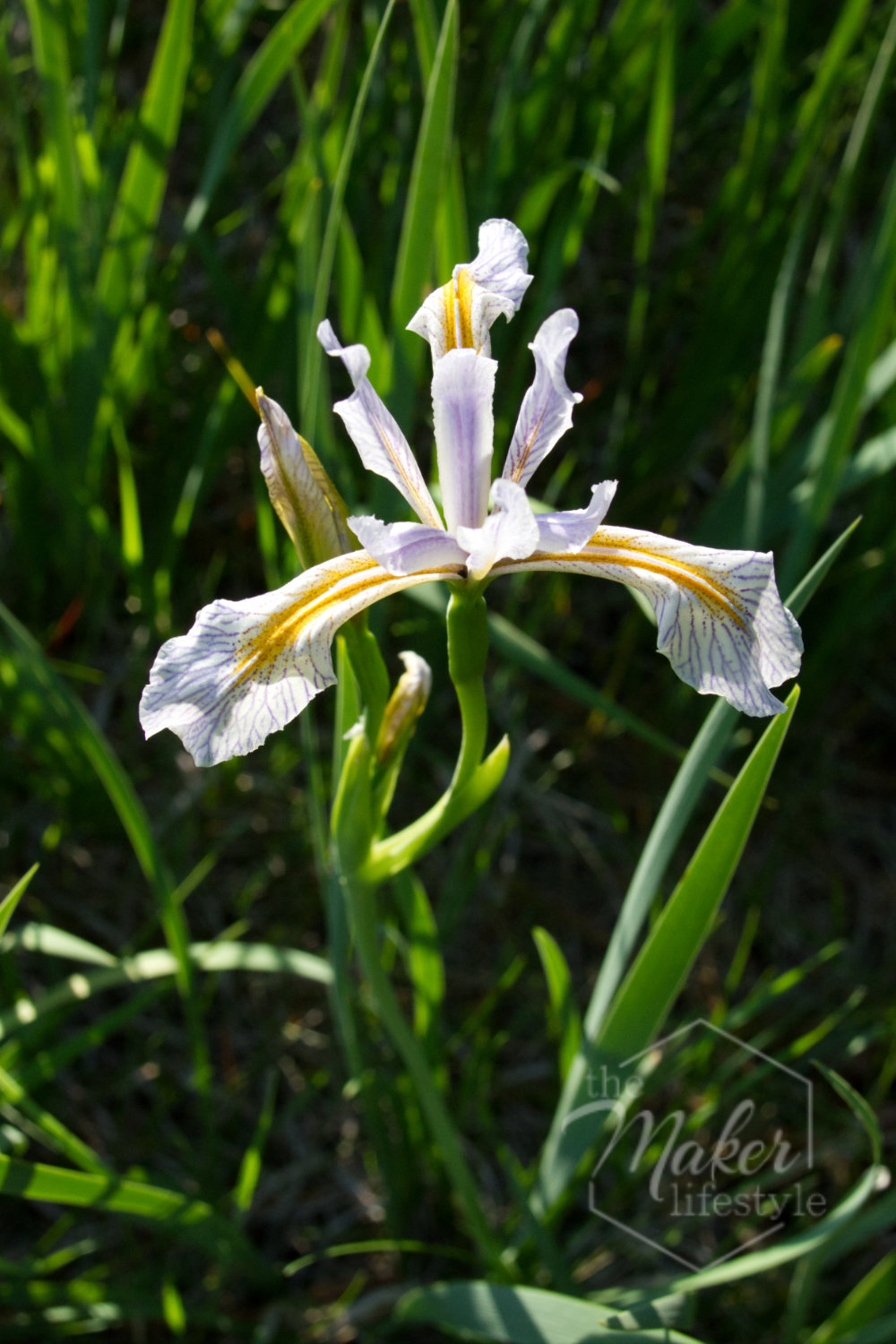 Wild Iris Photograph