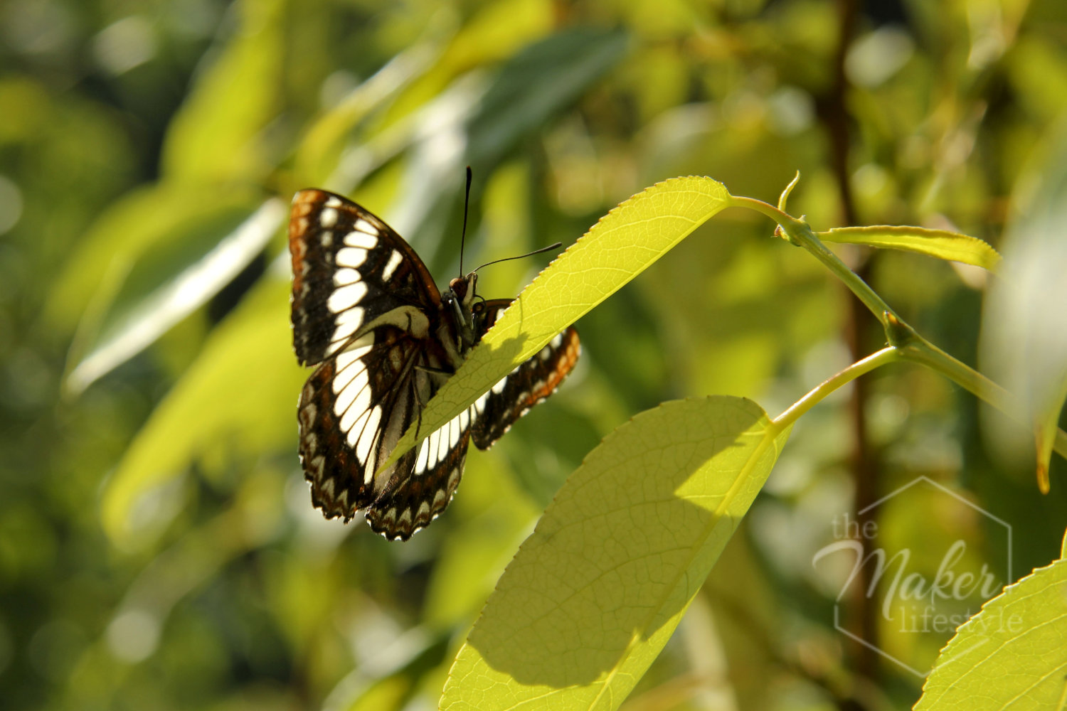 Glacier Butterfly Photograph