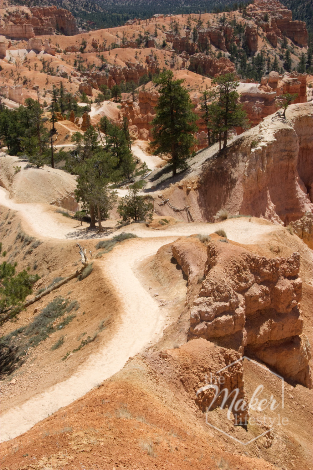 Bryce Canyon Trail Photograph