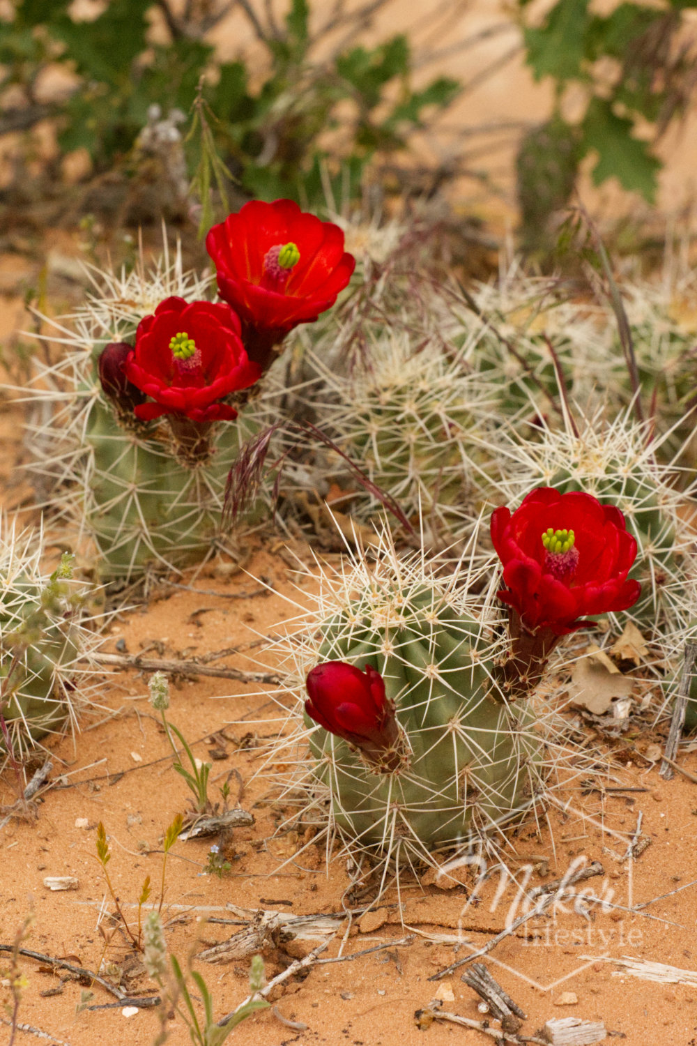 Blooming Cactus Photograph