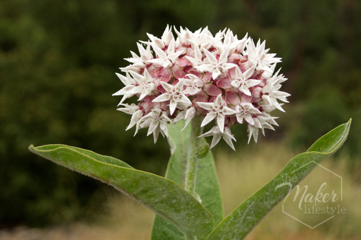 Milkweed Bloom Photograph