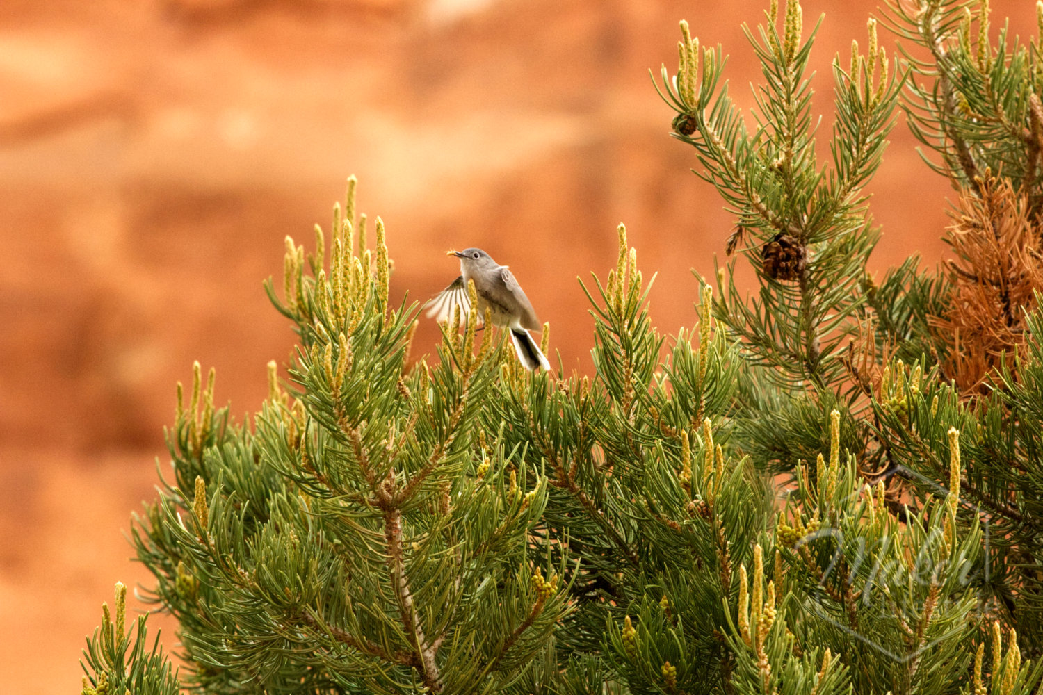 Desert Bird Photograph