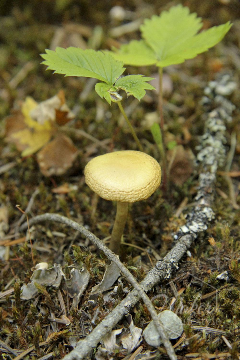 Forest Mushroom Photograph